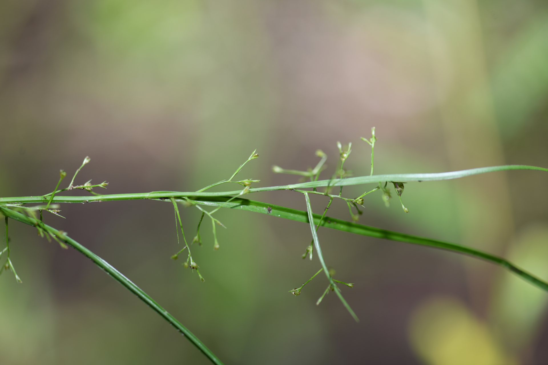 Rhynchospora polyphylla Balb. ex Kunth - Photo Bivouac Naturaliste