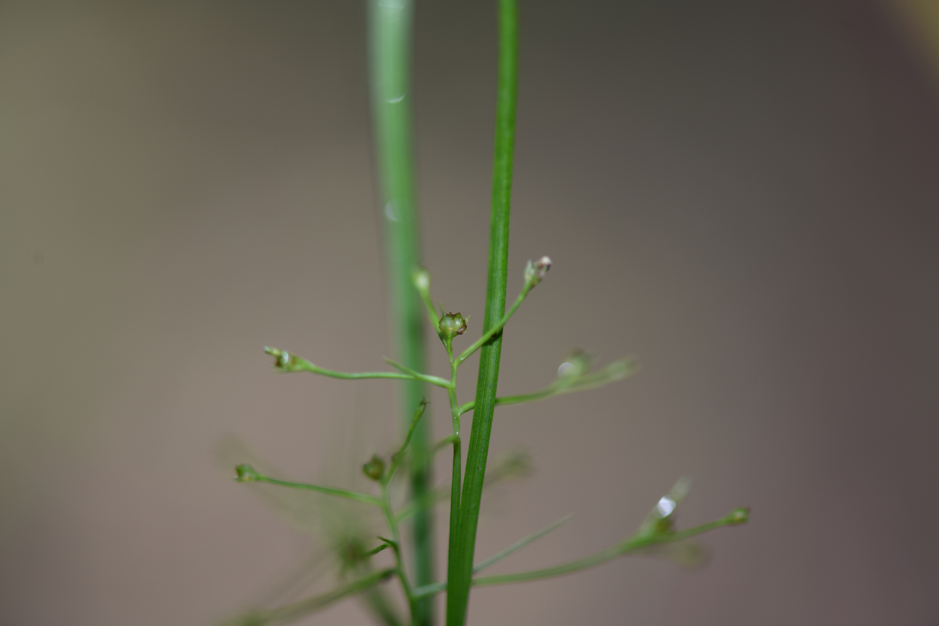 Rhynchospora polyphylla Balb. ex Kunth - Photo Bivouac Naturaliste