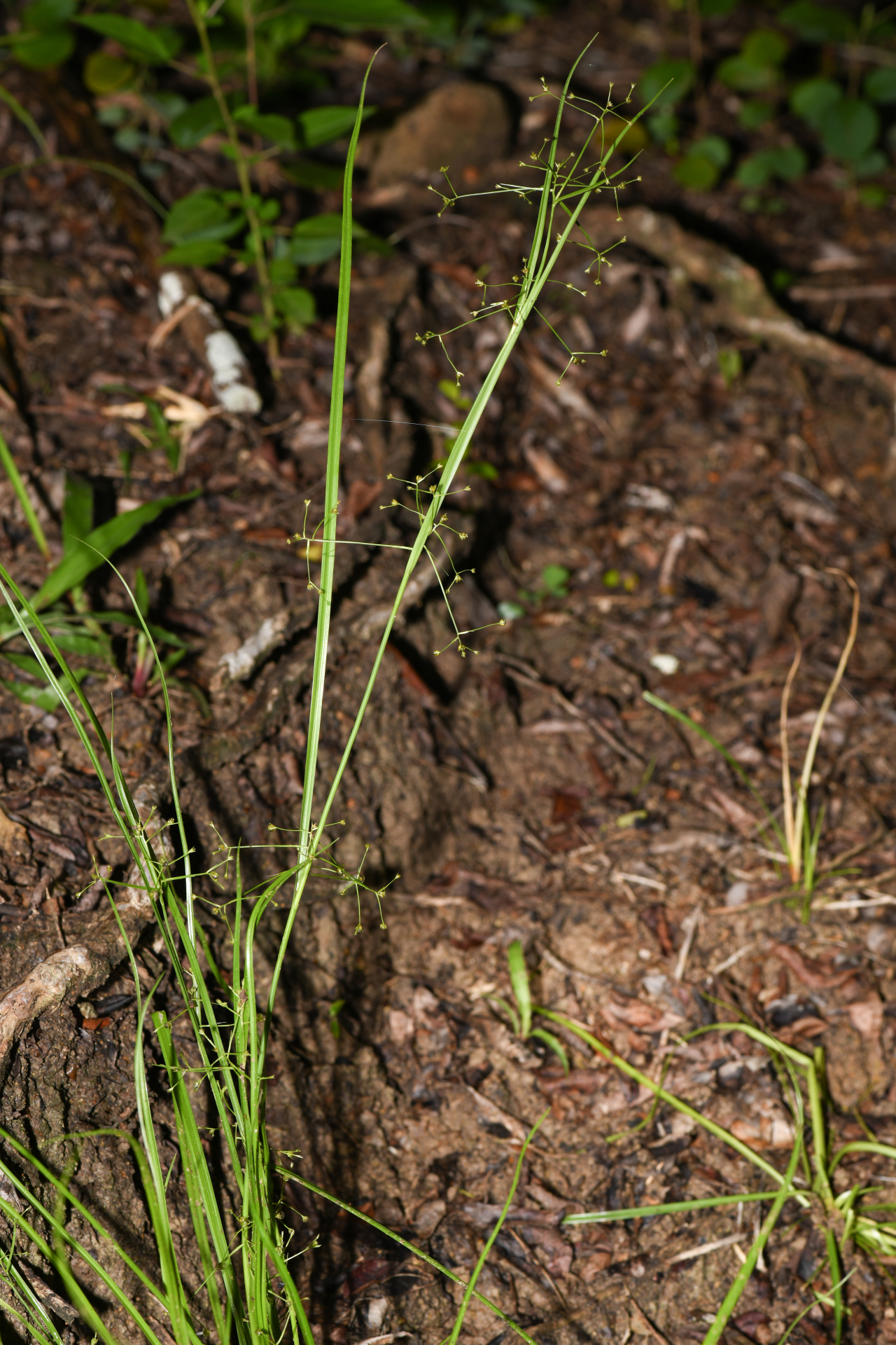 Rhynchospora polyphylla Balb. ex Kunth - Photo Bivouac Naturaliste