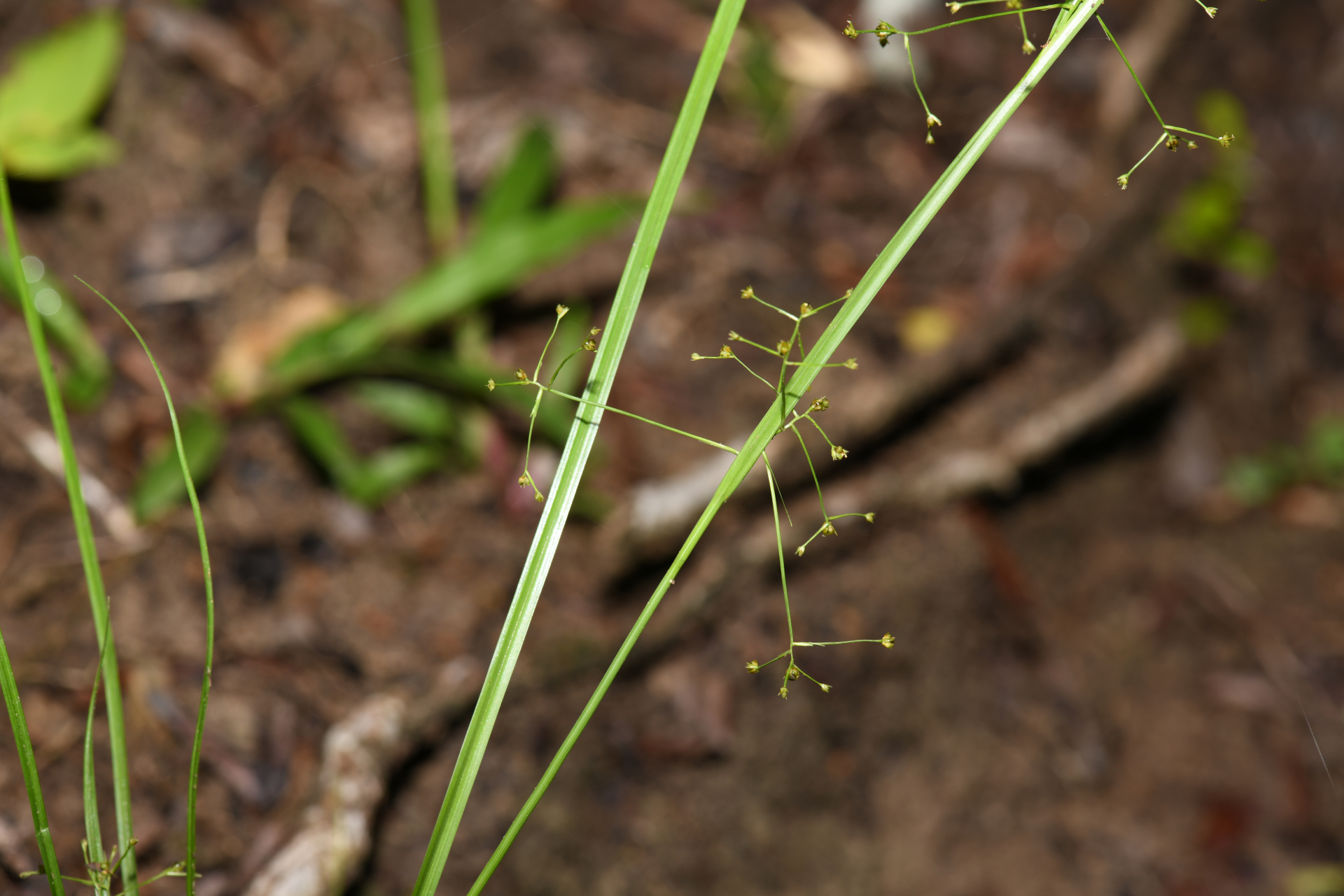 Rhynchospora polyphylla Balb. ex Kunth - Photo Bivouac Naturaliste