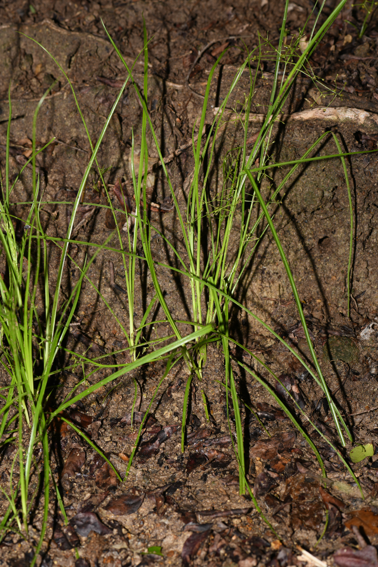 Rhynchospora polyphylla Balb. ex Kunth - Photo Bivouac Naturaliste
