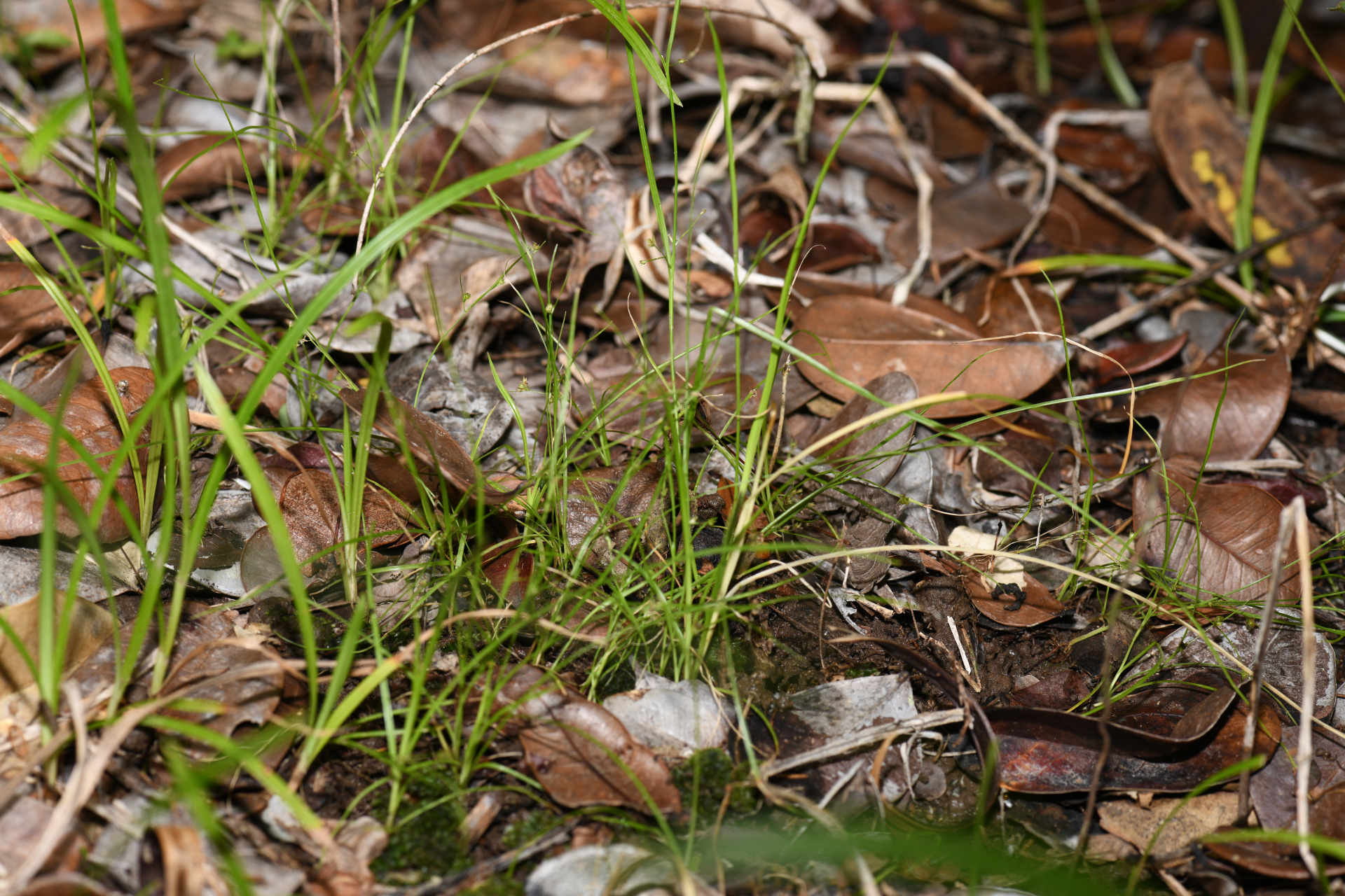 Rhynchospora polyphylla Balb. ex Kunth - Photo Bivouac Naturaliste