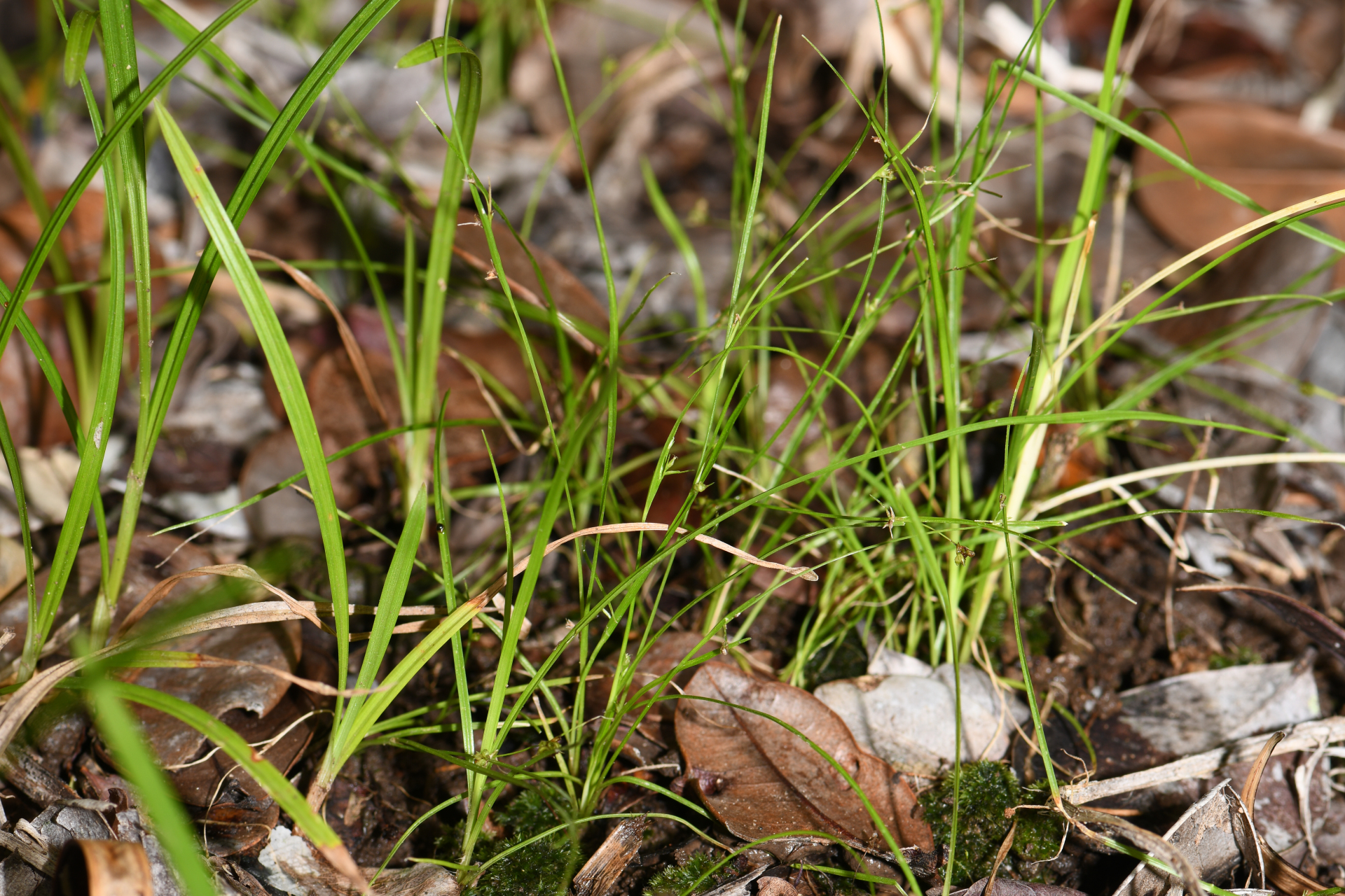 Rhynchospora polyphylla Balb. ex Kunth - Photo Bivouac Naturaliste