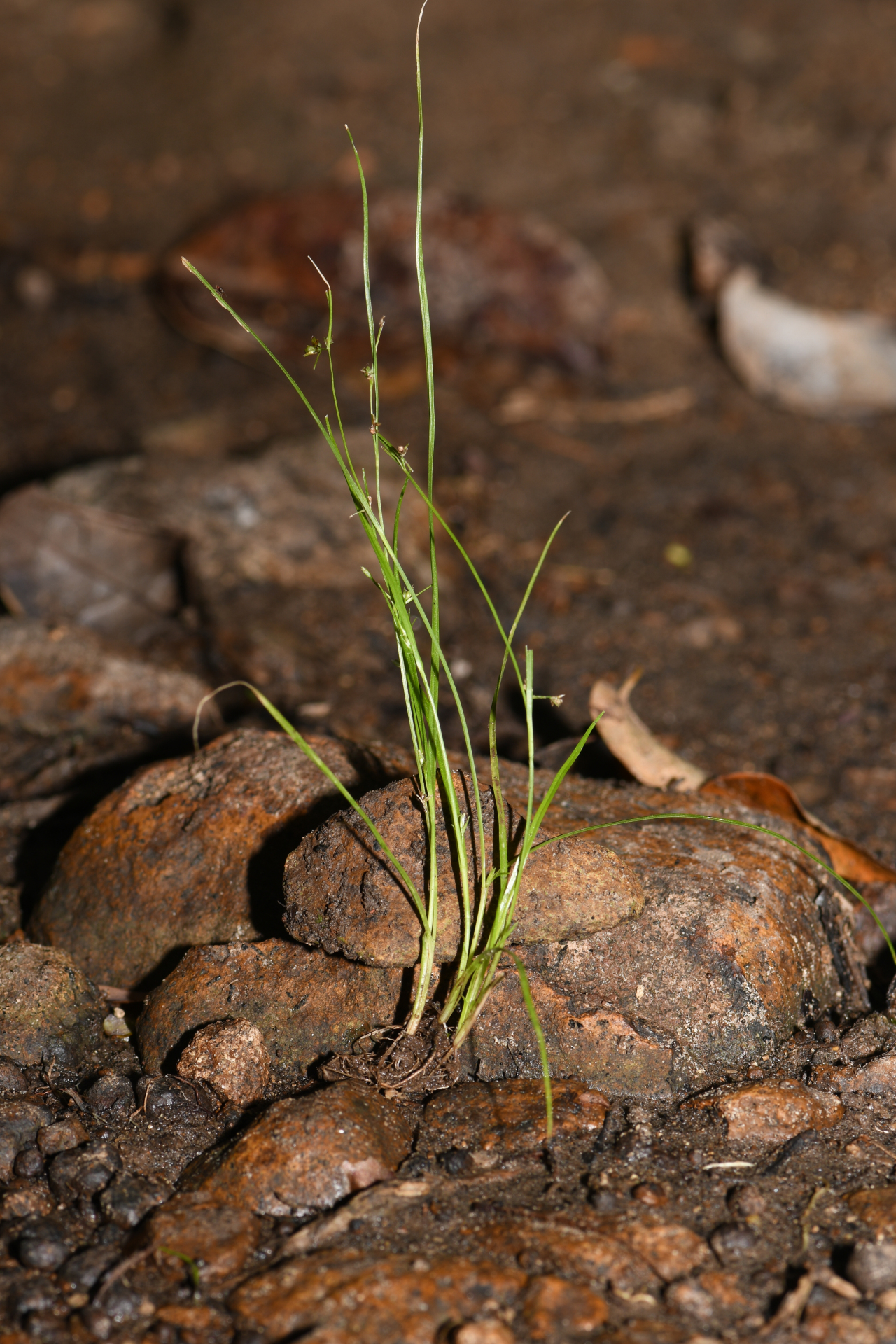 Rhynchospora polyphylla Balb. ex Kunth - Photo Bivouac Naturaliste