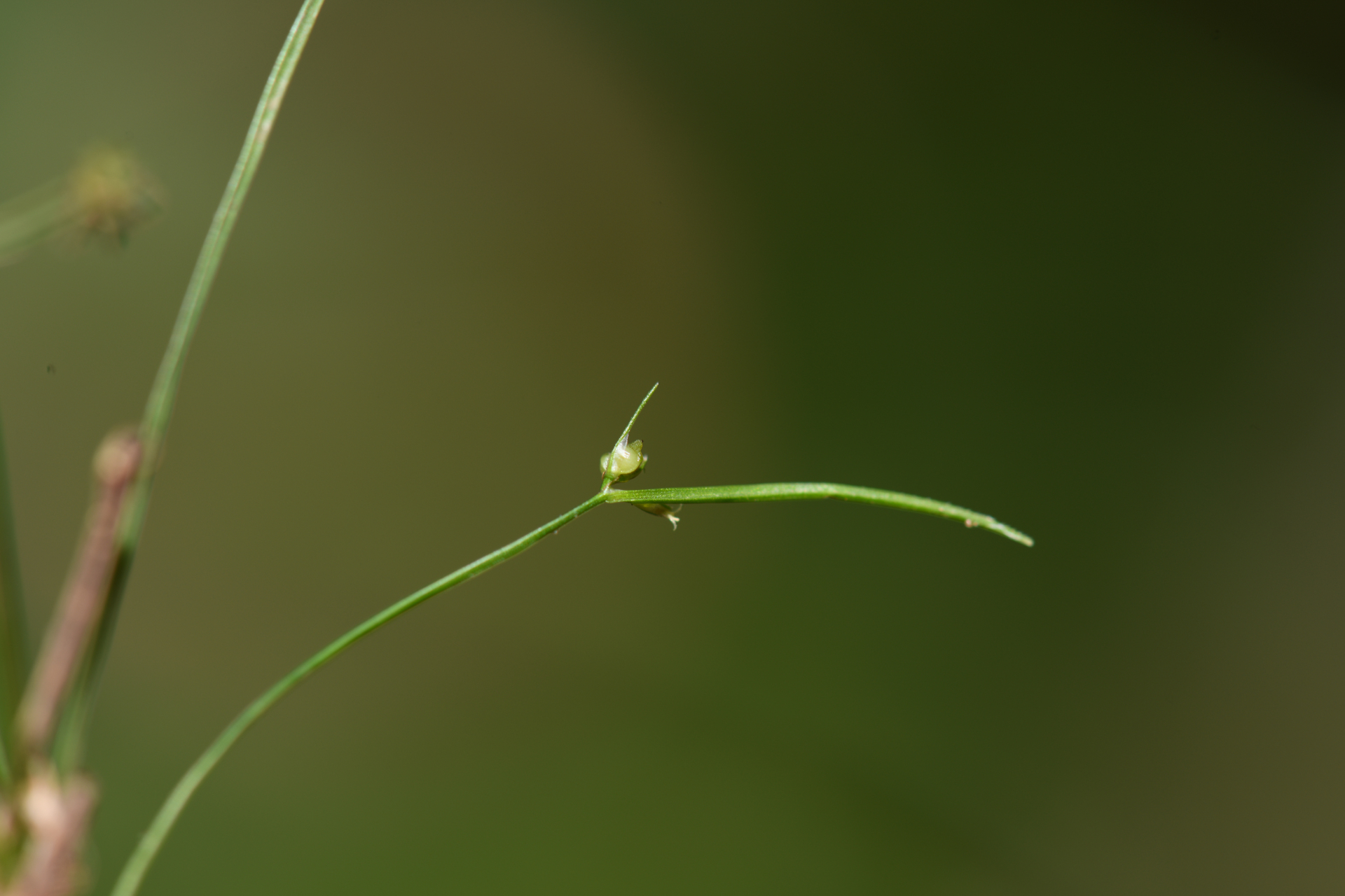 Rhynchospora polyphylla Balb. ex Kunth - Photo Bivouac Naturaliste