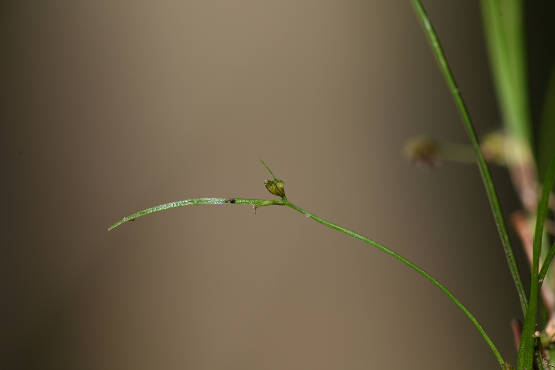 Rhynchospora polyphylla Balb. ex Kunth - Photo Bivouac Naturaliste