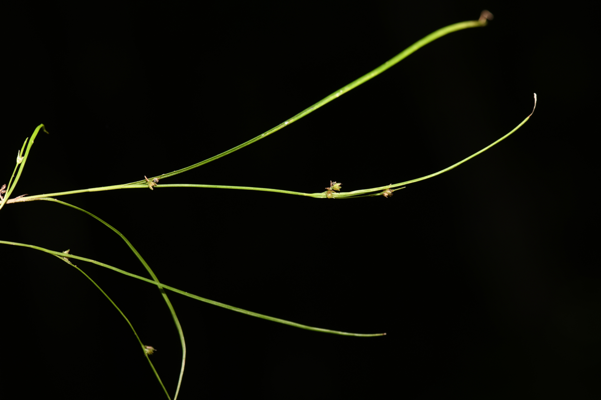 Rhynchospora polyphylla Balb. ex Kunth - Photo Bivouac Naturaliste