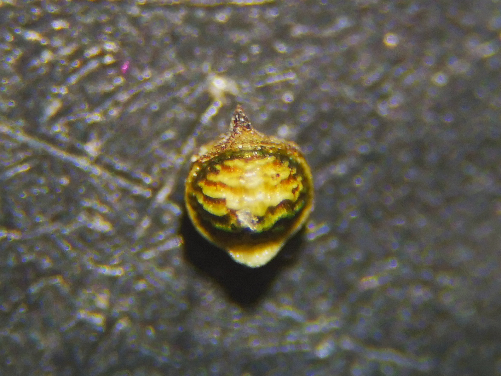 Rhynchospora polyphylla Balb. ex Kunth - Photo Bivouac Naturaliste