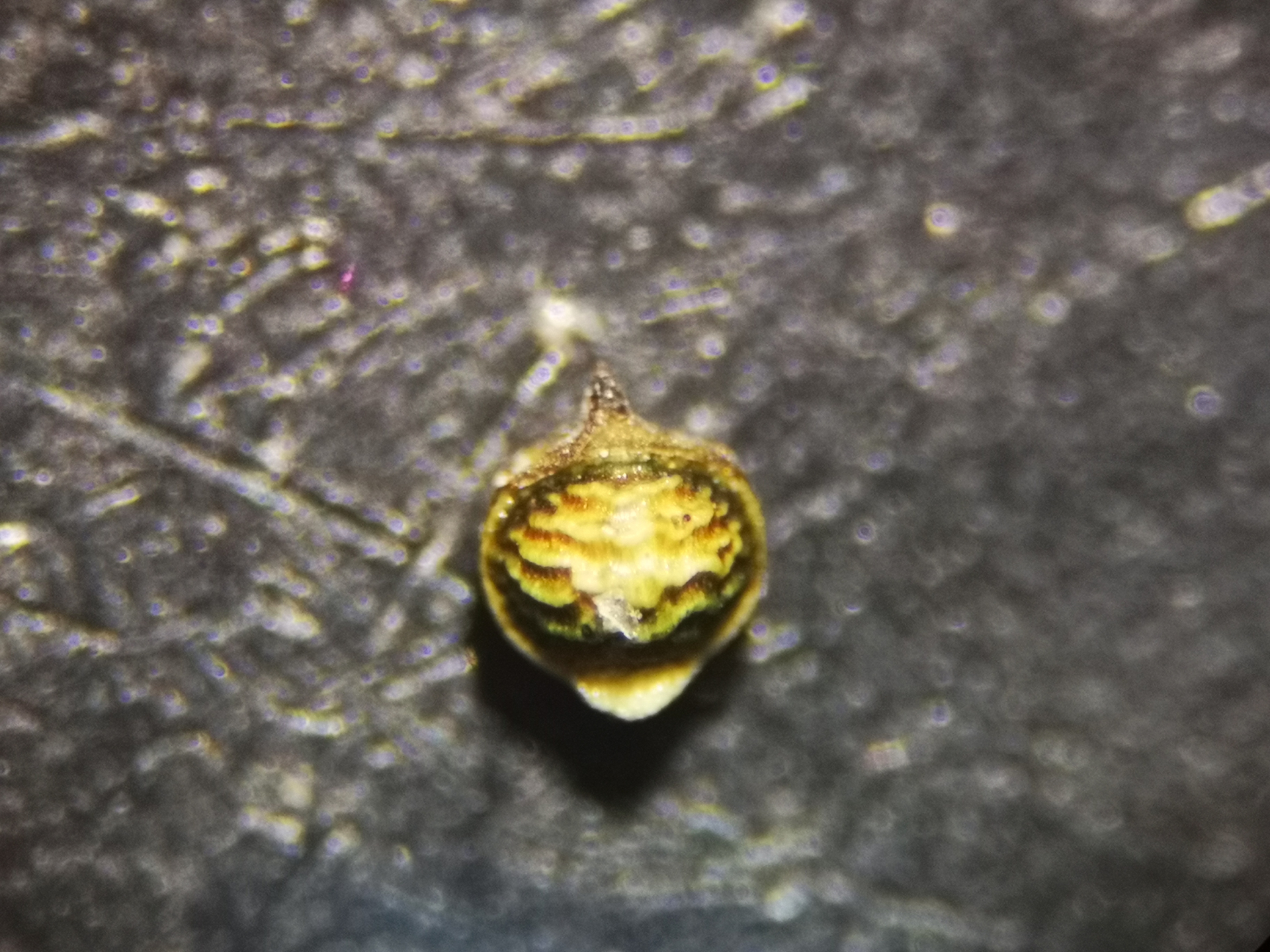 Rhynchospora polyphylla Balb. ex Kunth - Photo Bivouac Naturaliste