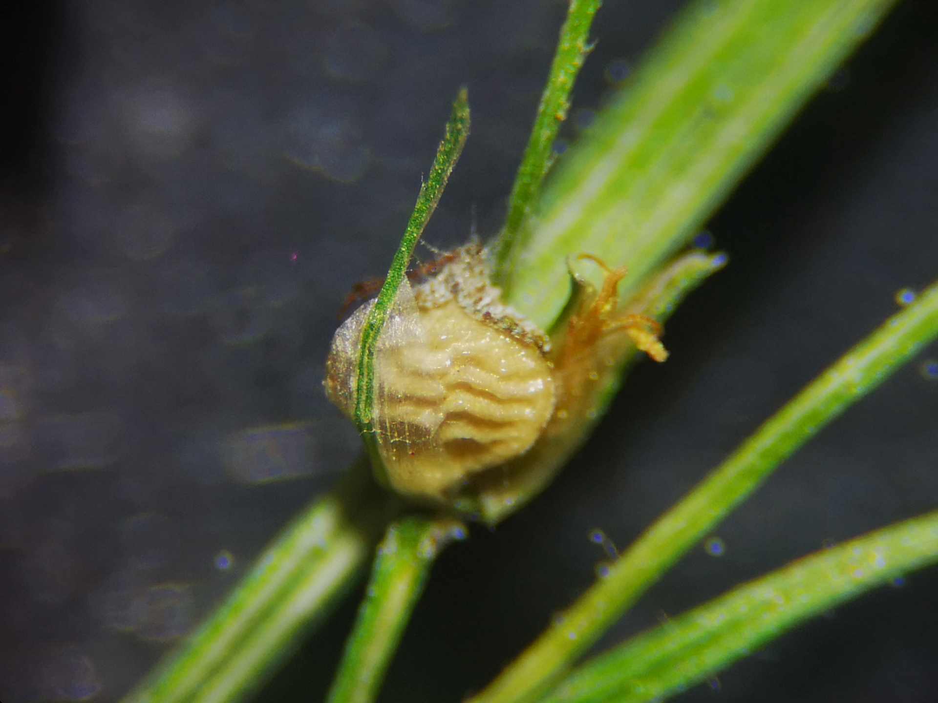 Rhynchospora polyphylla Balb. ex Kunth - Photo Bivouac Naturaliste