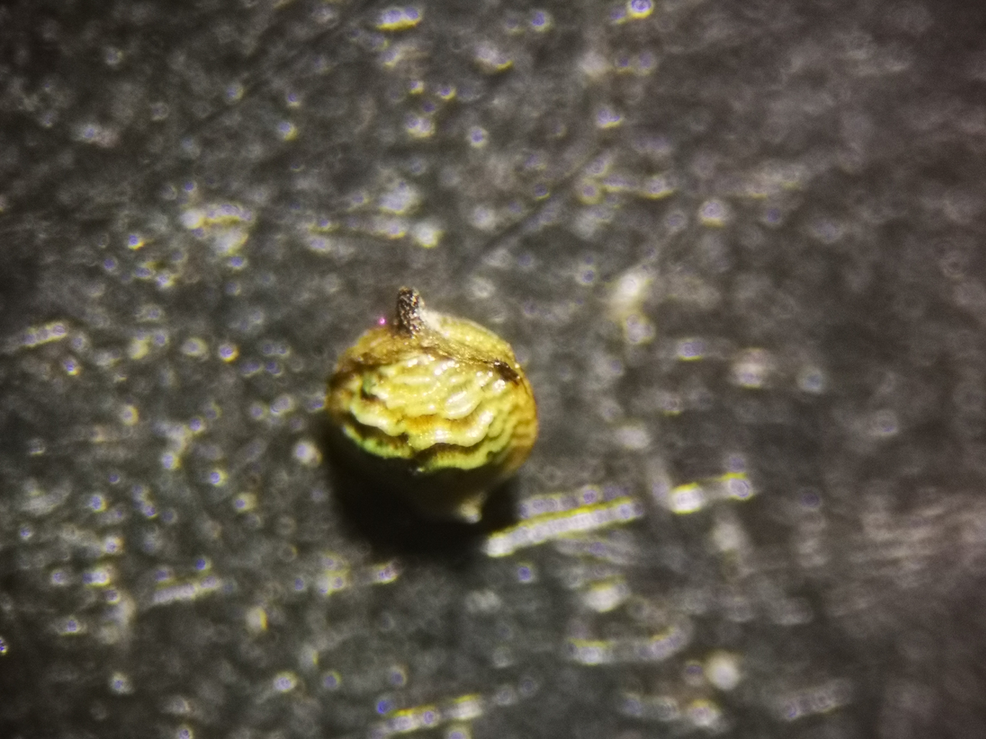 Rhynchospora polyphylla Balb. ex Kunth - Photo Bivouac Naturaliste