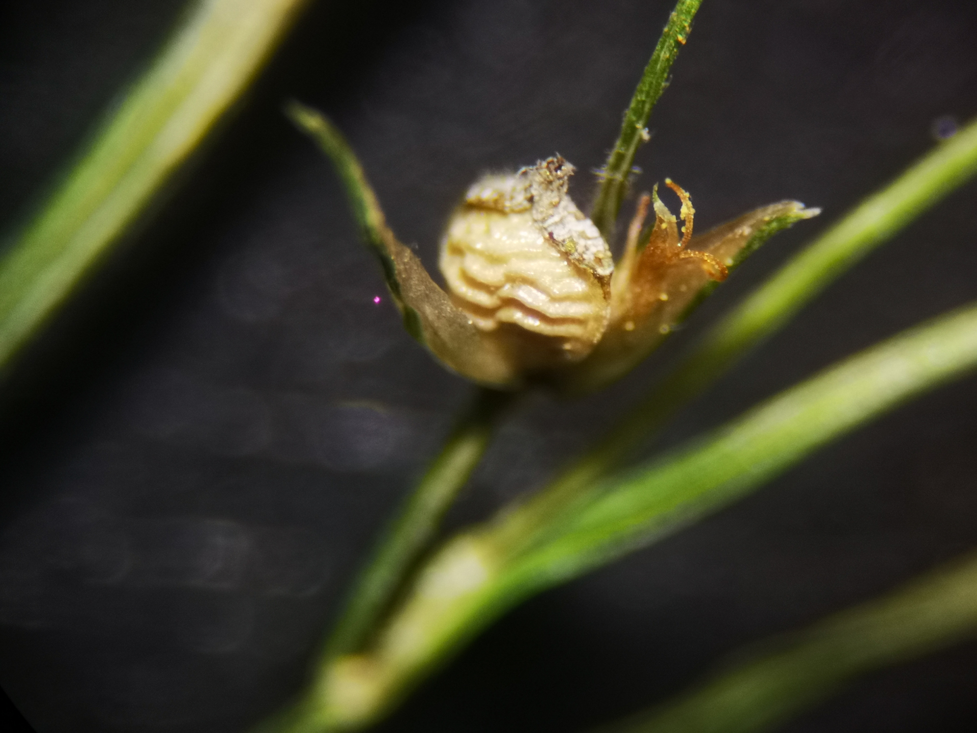 Rhynchospora polyphylla Balb. ex Kunth - Photo Bivouac Naturaliste