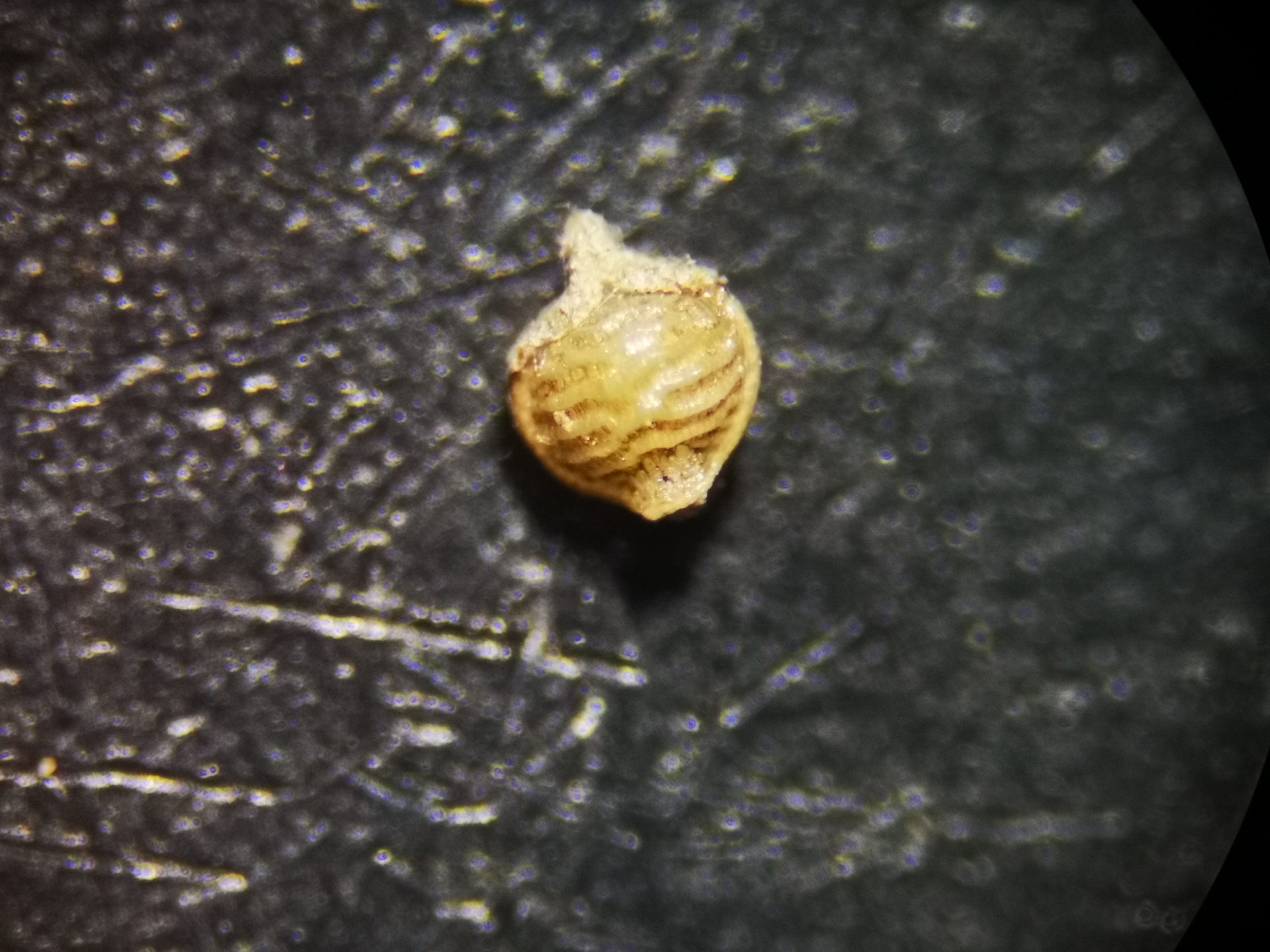 Rhynchospora polyphylla Balb. ex Kunth - Photo Bivouac Naturaliste