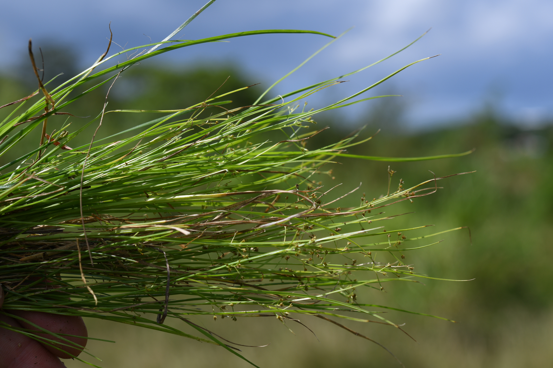 Rhynchospora polyphylla Balb. ex Kunth - Photo Bivouac Naturaliste