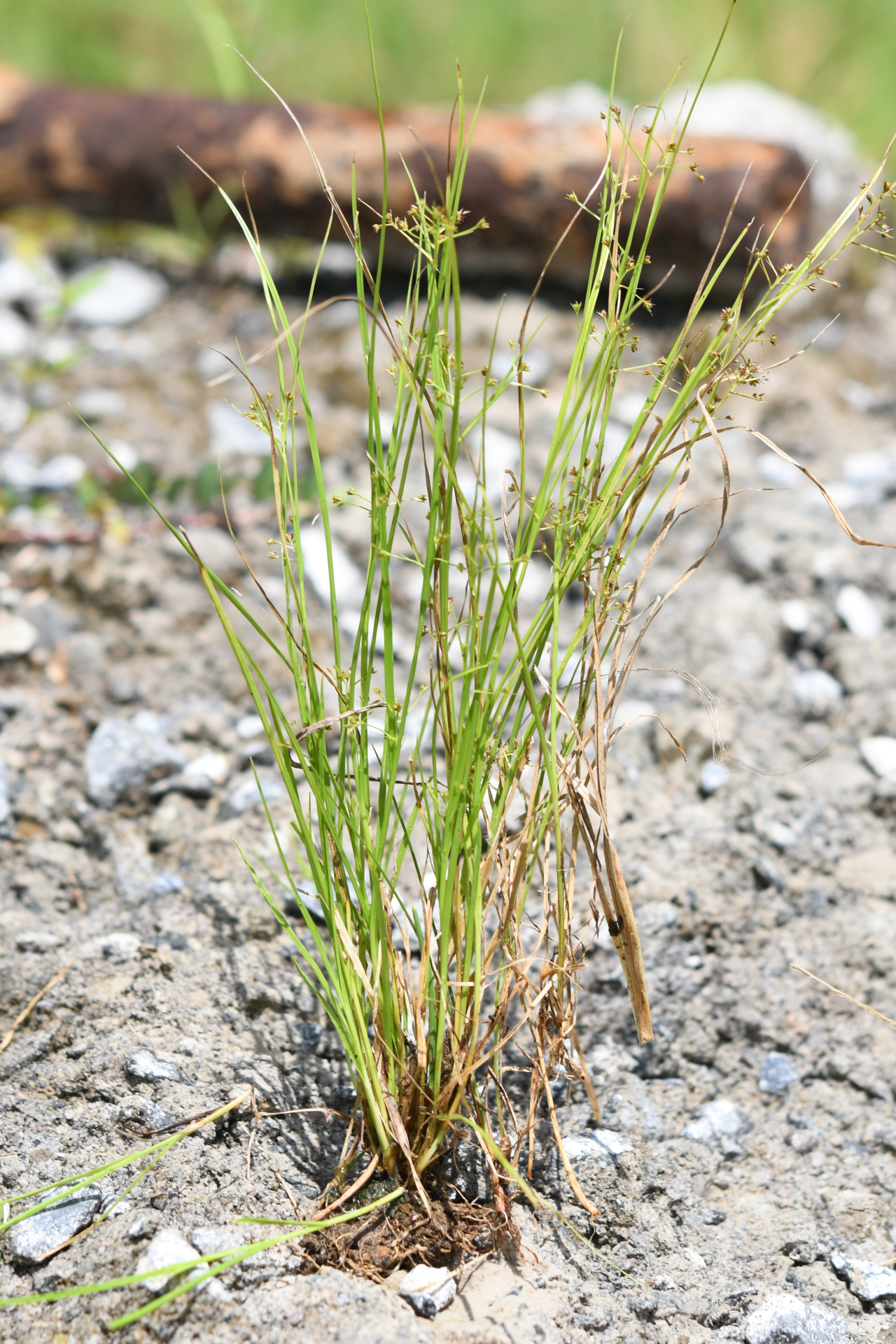 Rhynchospora polyphylla Balb. ex Kunth - Photo Bivouac Naturaliste