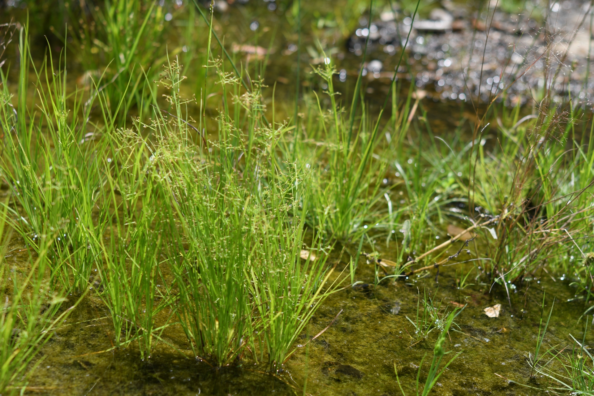 Rhynchospora polyphylla Balb. ex Kunth - Photo Bivouac Naturaliste