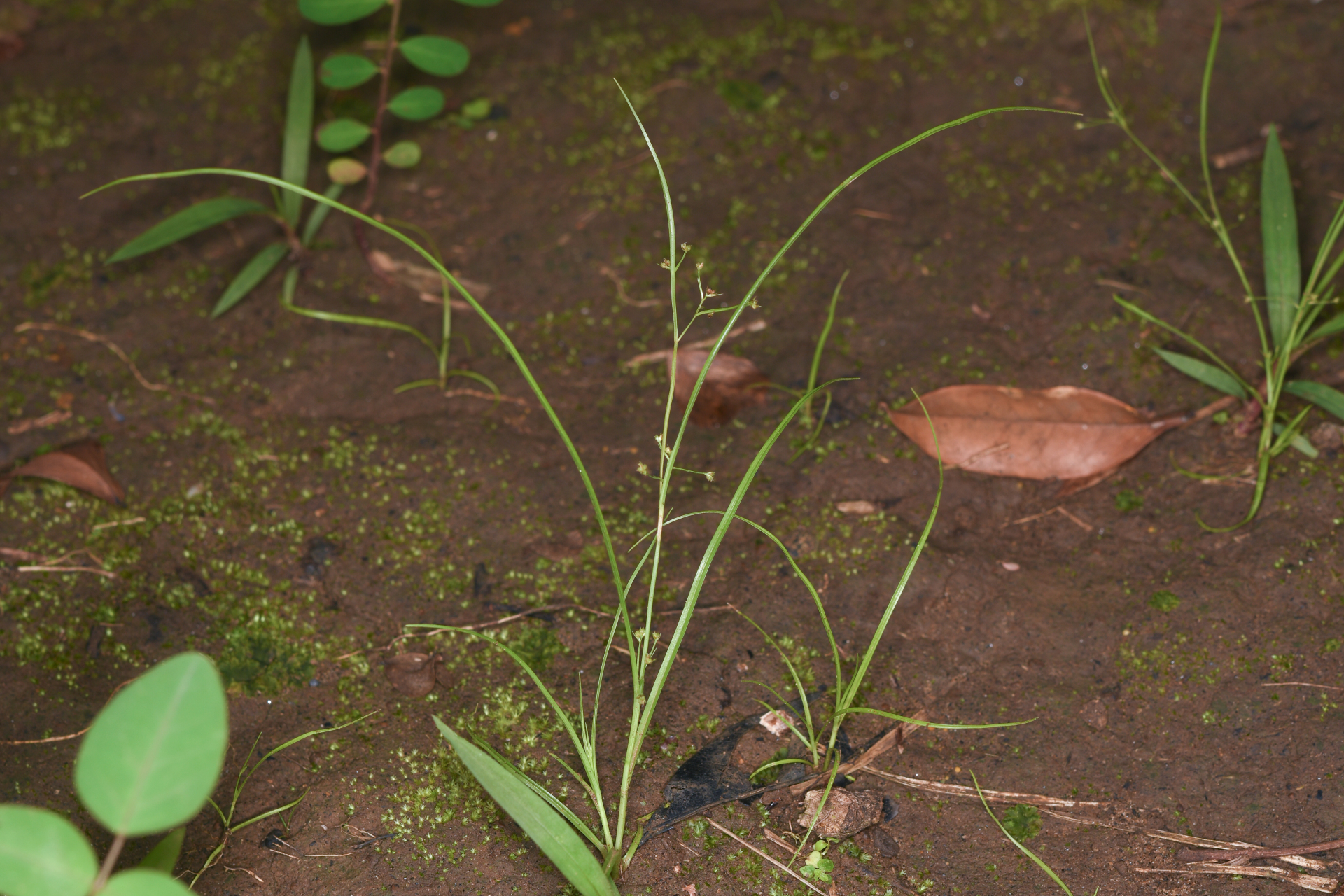 Rhynchospora polyphylla Balb. ex Kunth - Photo Bivouac Naturaliste