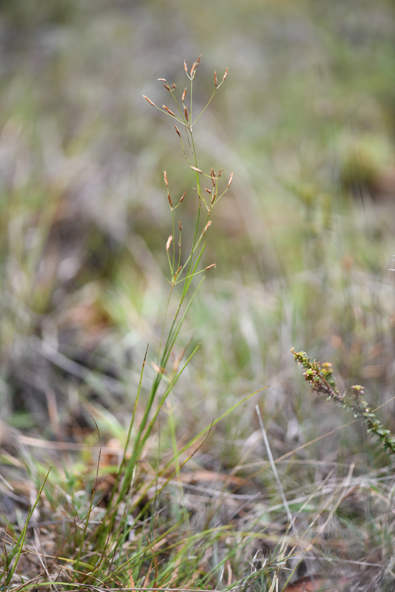 Rhynchospora spruceana C.B.Clarke - Photo Bivouac Naturaliste