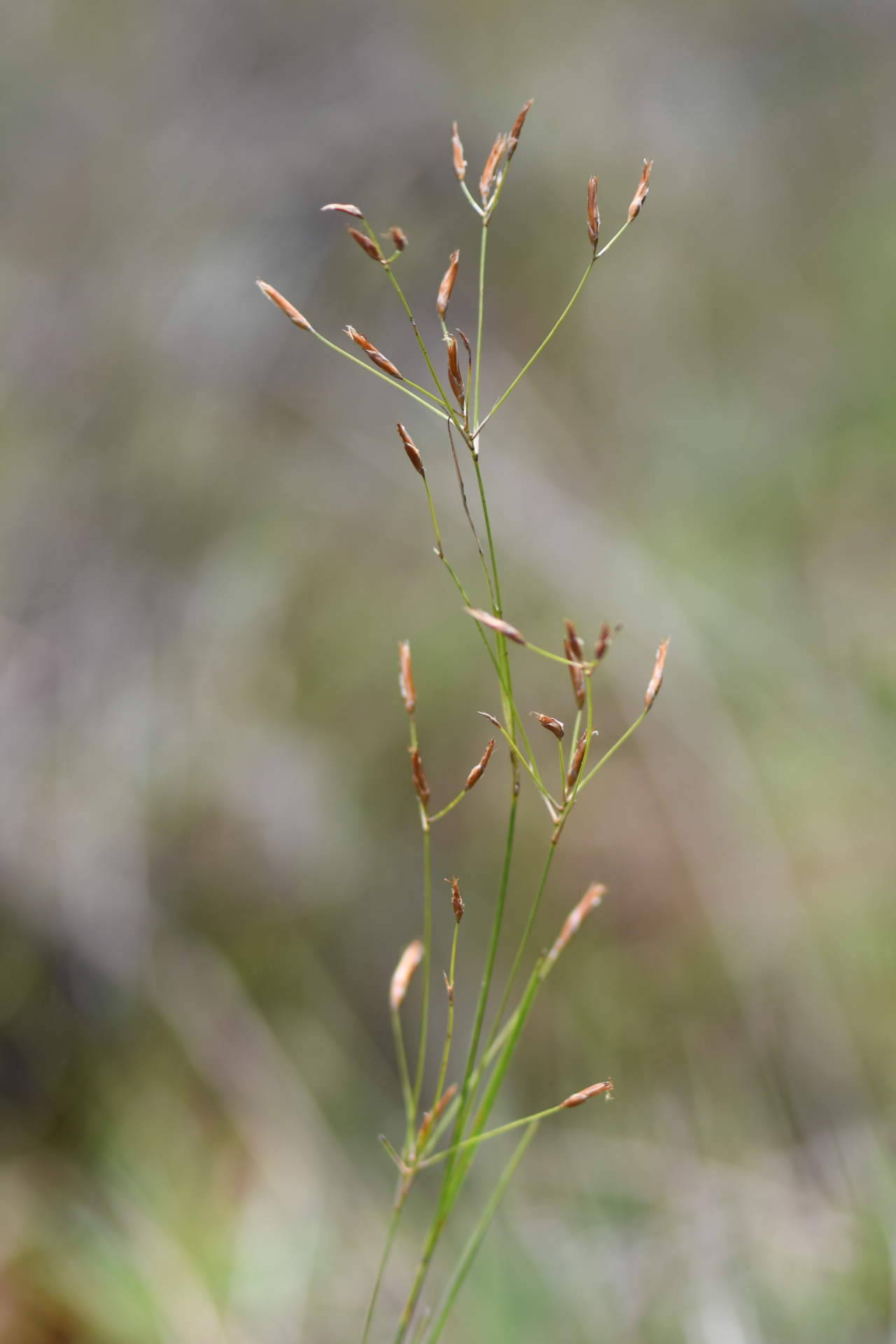 Rhynchospora spruceana C.B.Clarke - Photo Bivouac Naturaliste