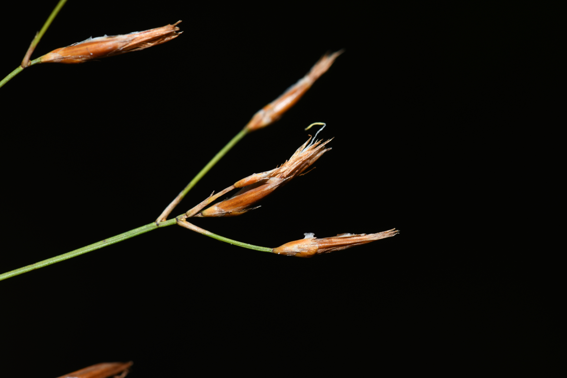 Rhynchospora spruceana C.B.Clarke - Photo Bivouac Naturaliste