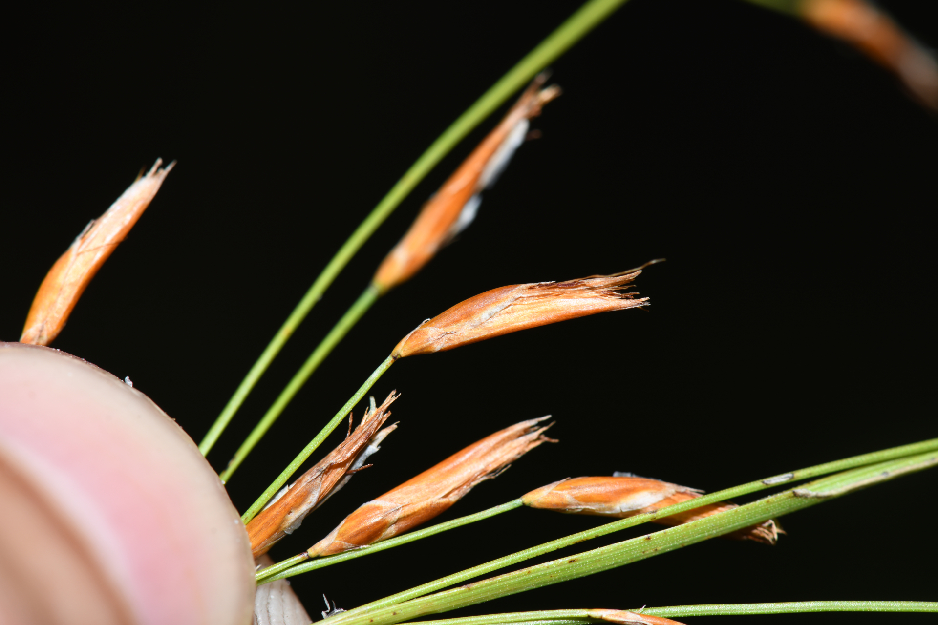 Rhynchospora spruceana C.B.Clarke - Photo Bivouac Naturaliste