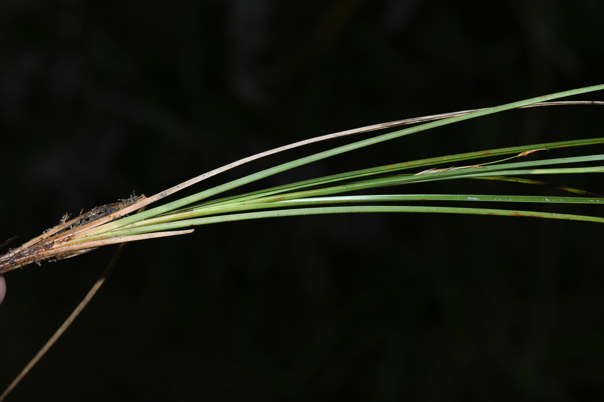 Rhynchospora spruceana C.B.Clarke - Photo Bivouac Naturaliste