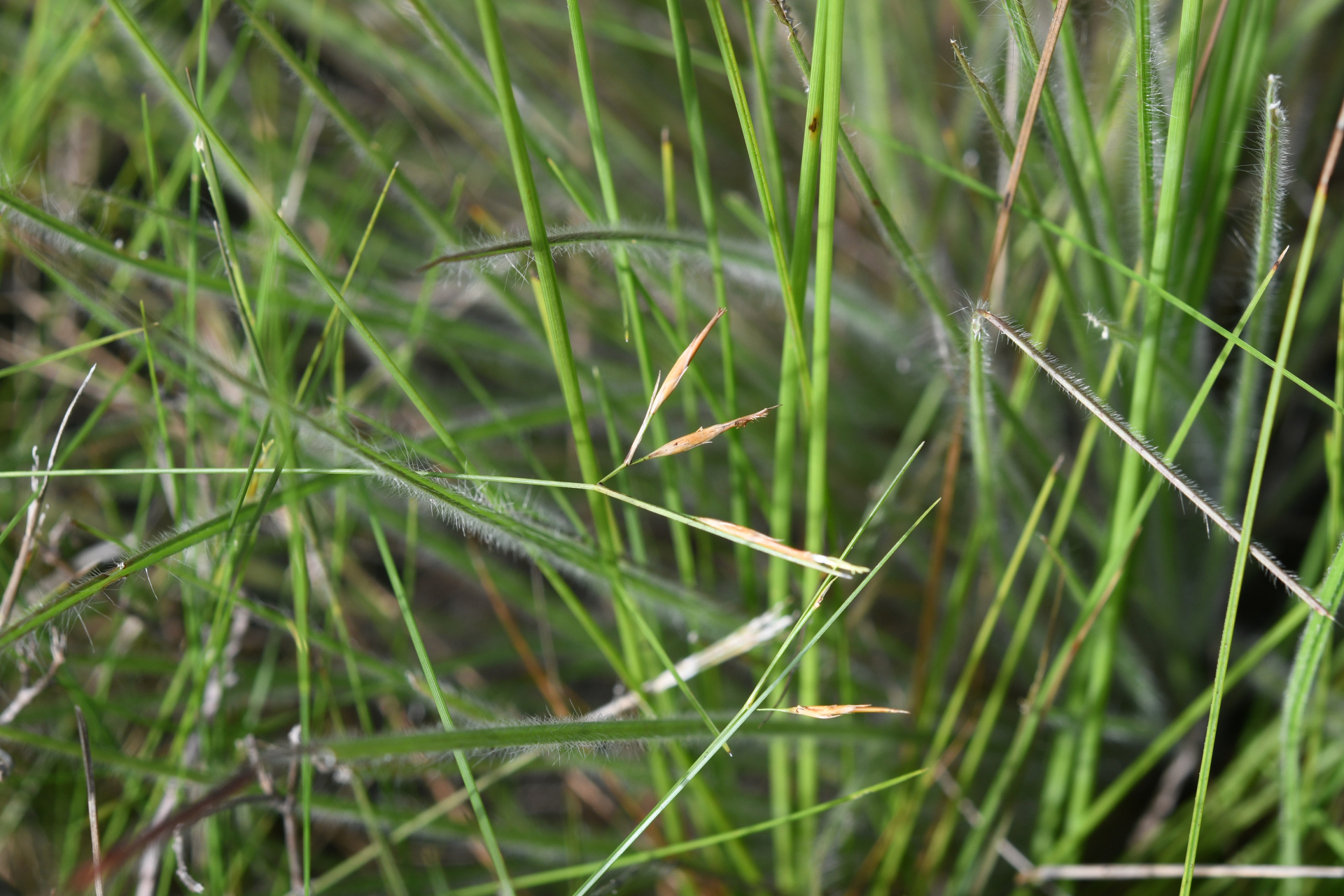 Rhynchospora filiformis Vahl - Photo Bivouac Naturaliste