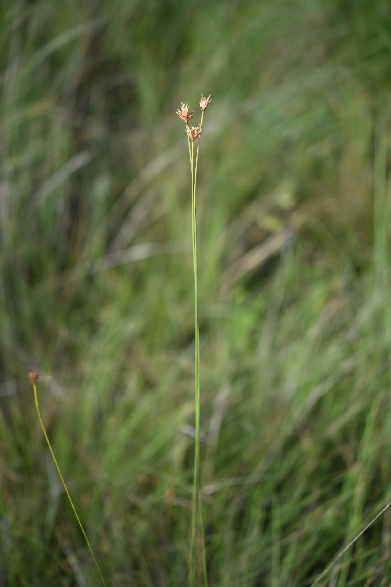 Rhynchospora filiformis Vahl - Photo Bivouac Naturaliste