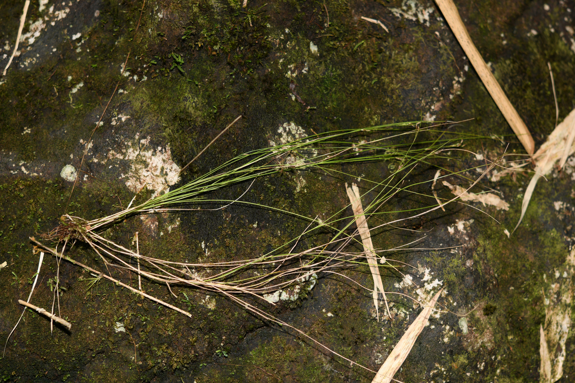 Rhynchospora tenuis Link - Photo Bivouac Naturaliste