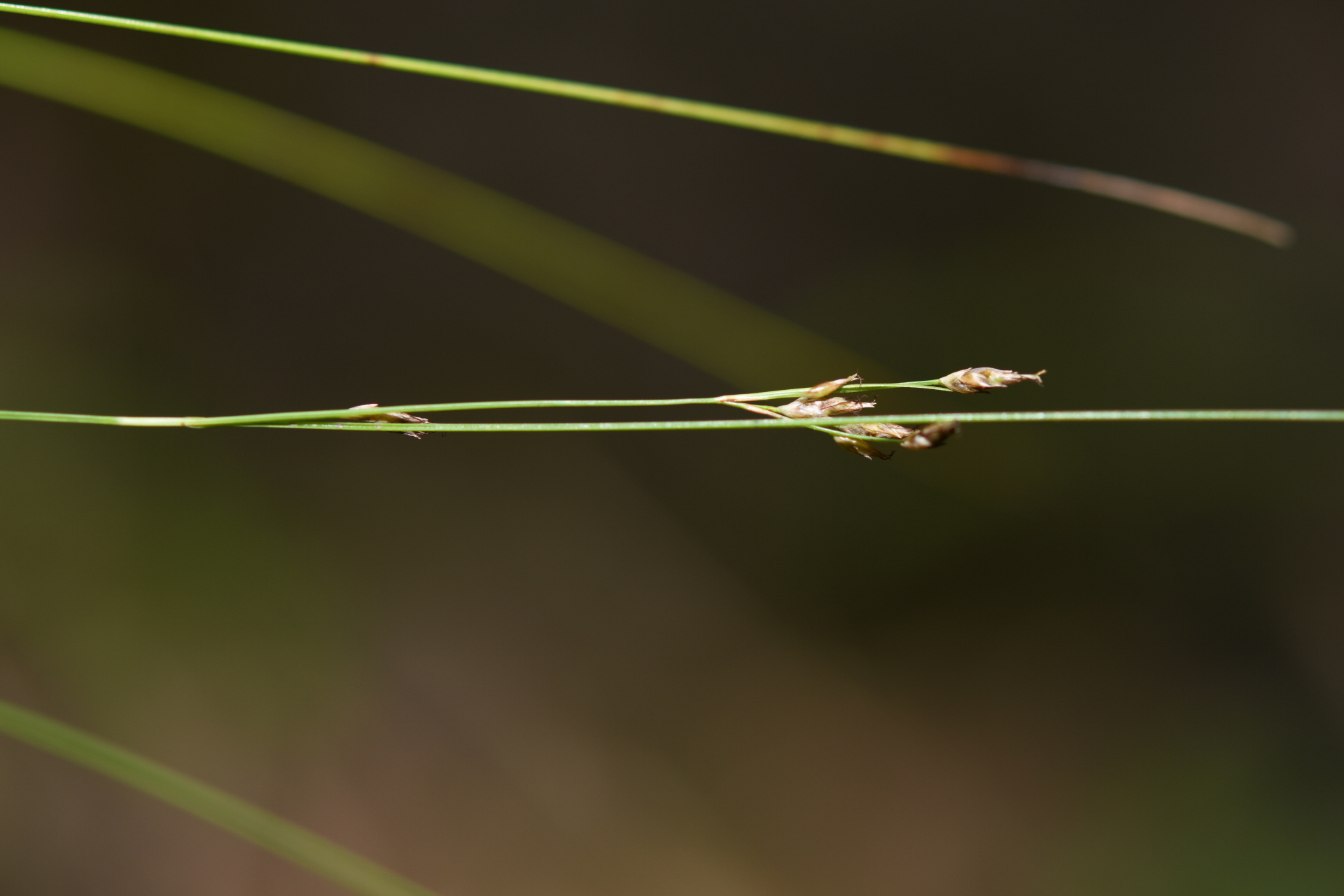 Rhynchospora tenuis Link - Photo Bivouac Naturaliste