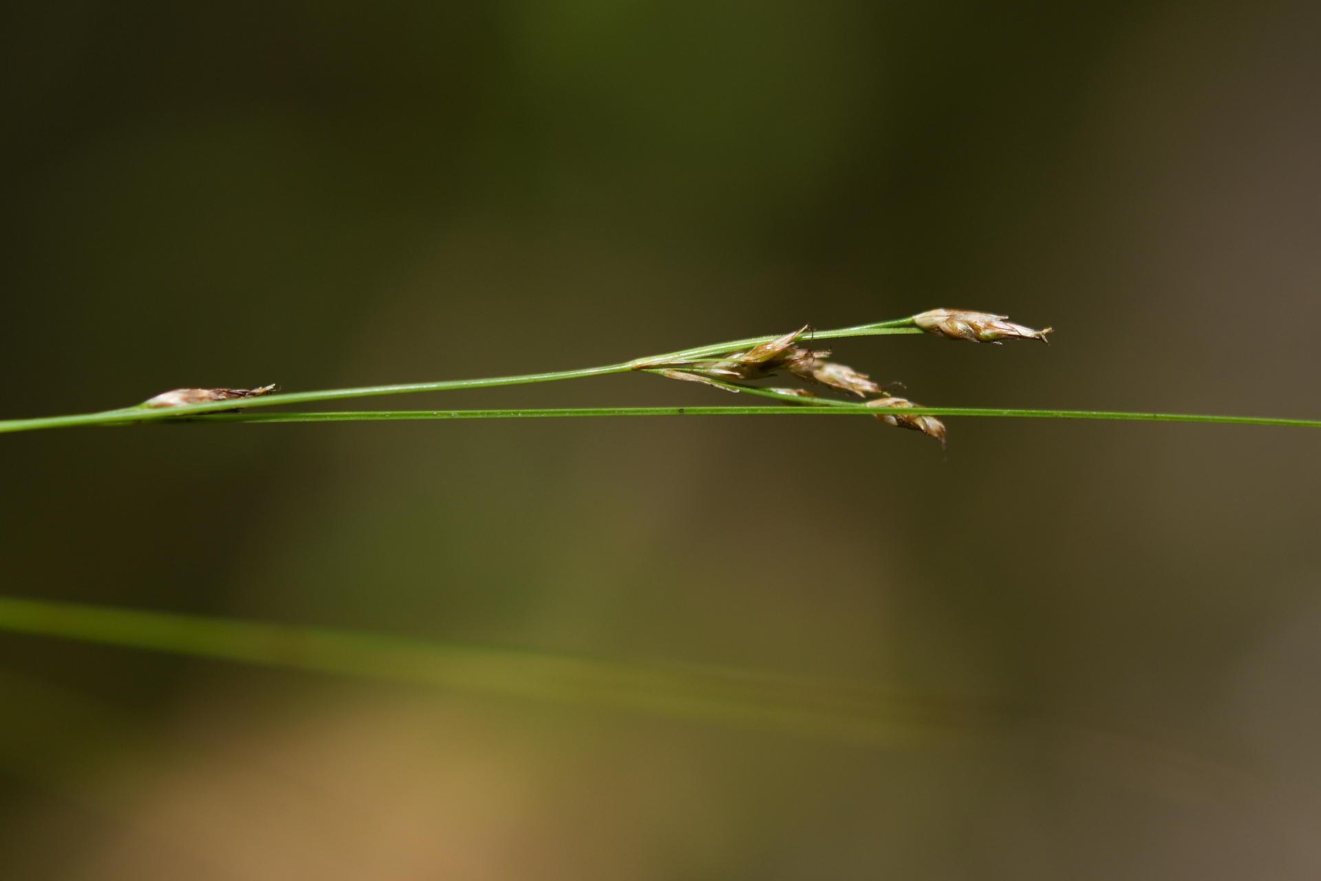 Rhynchospora tenuis Link - Photo Bivouac Naturaliste