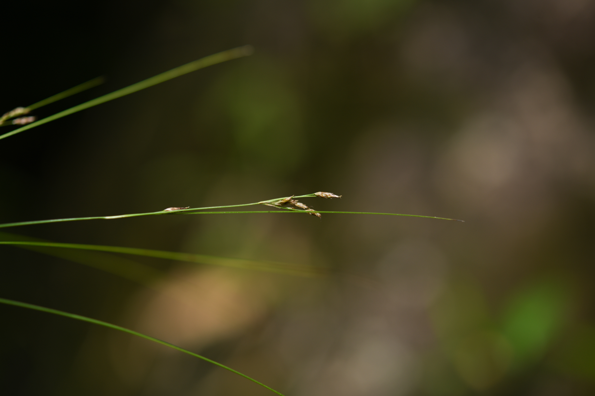 Rhynchospora tenuis Link - Photo Bivouac Naturaliste