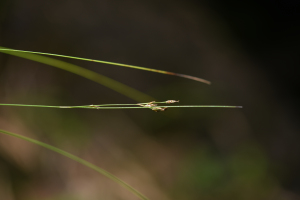 Rhynchospora tenuis Link