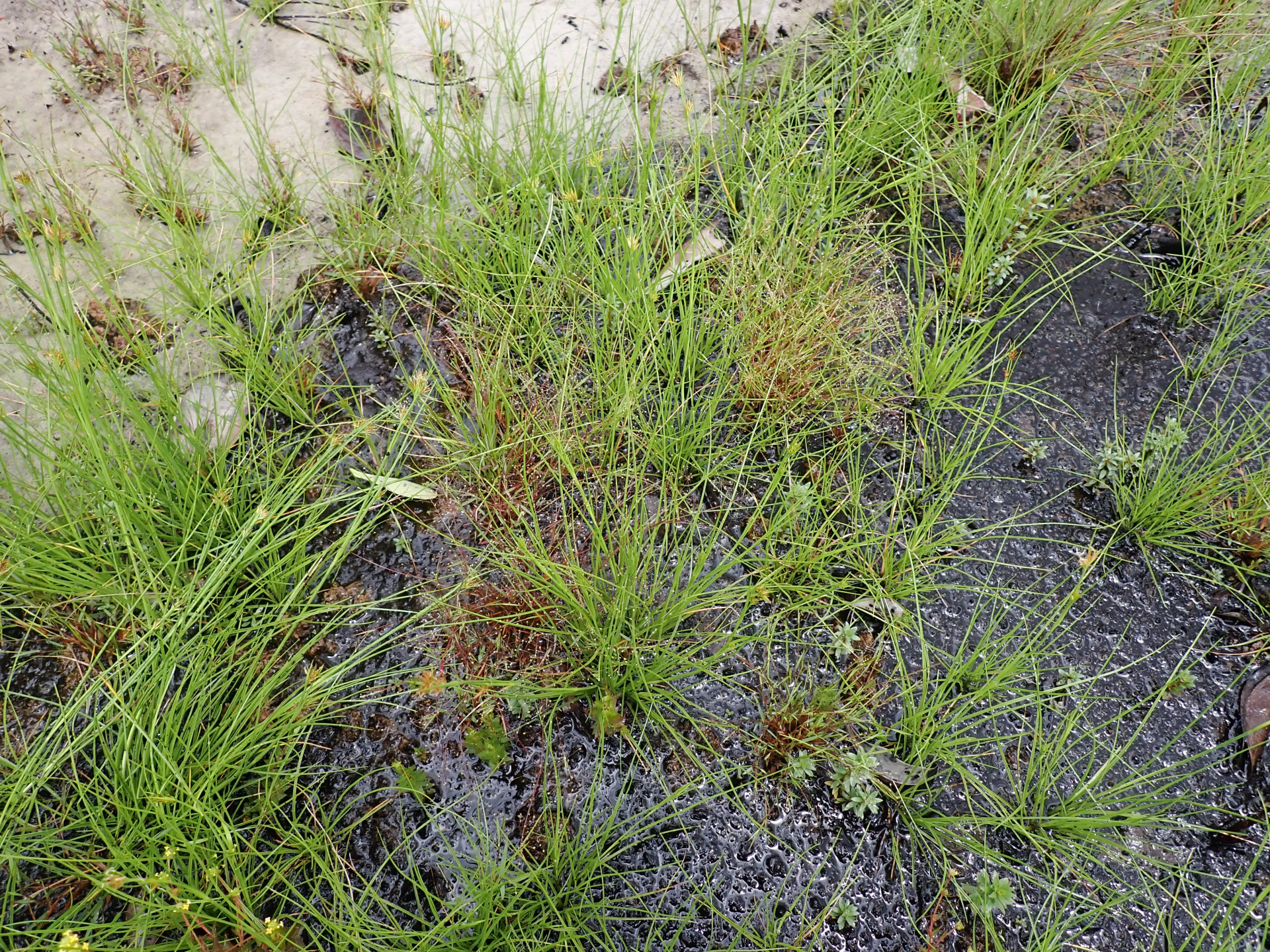 Rhynchospora riparia (Nees) Boeckeler - Photo Bivouac Naturaliste