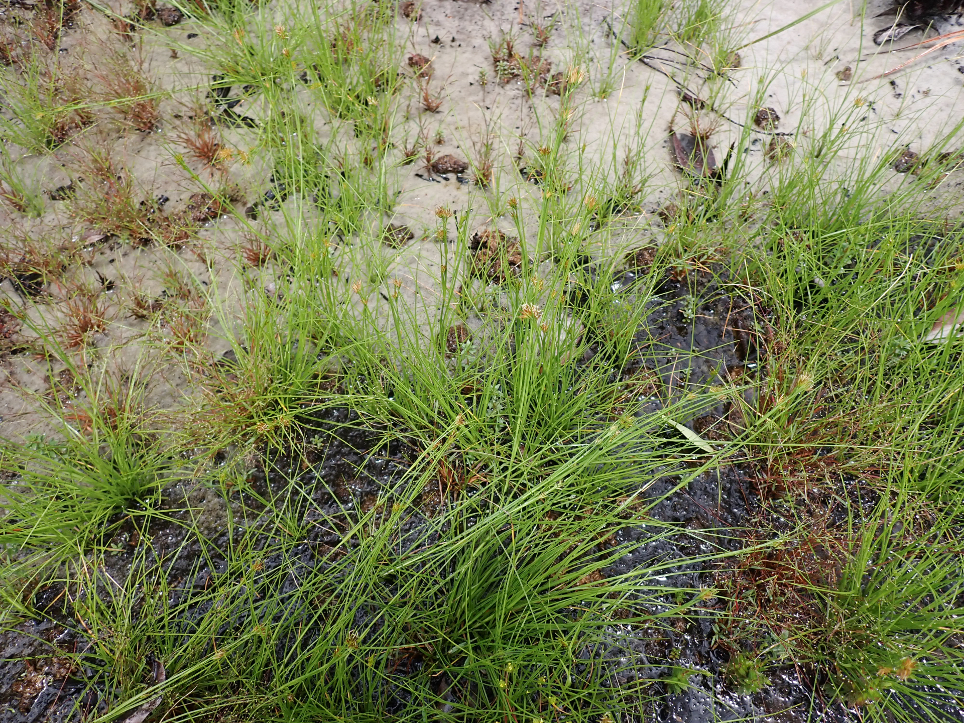 Rhynchospora riparia (Nees) Boeckeler - Photo Bivouac Naturaliste