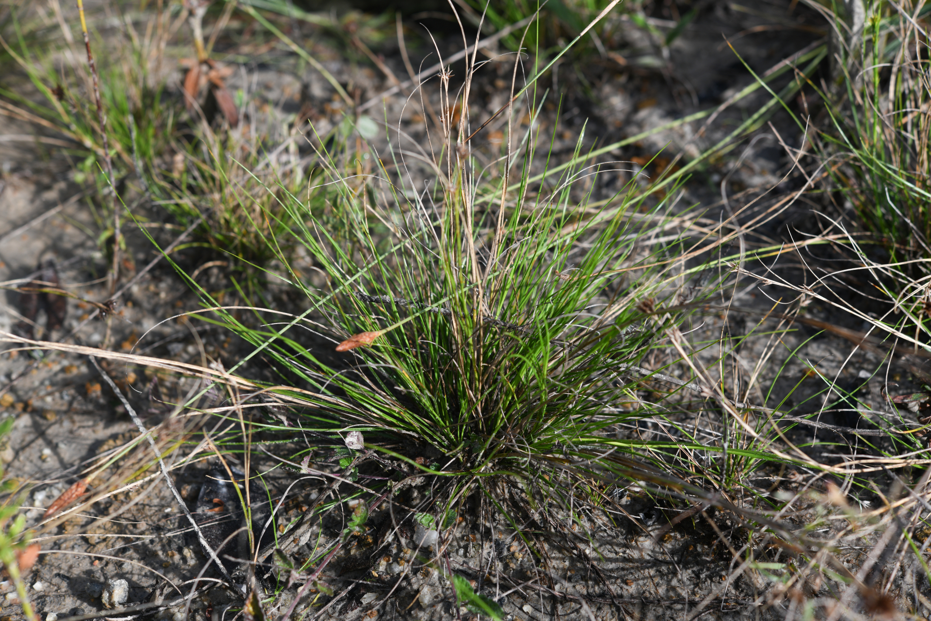 Rhynchospora riparia (Nees) Boeckeler - Photo Bivouac Naturaliste