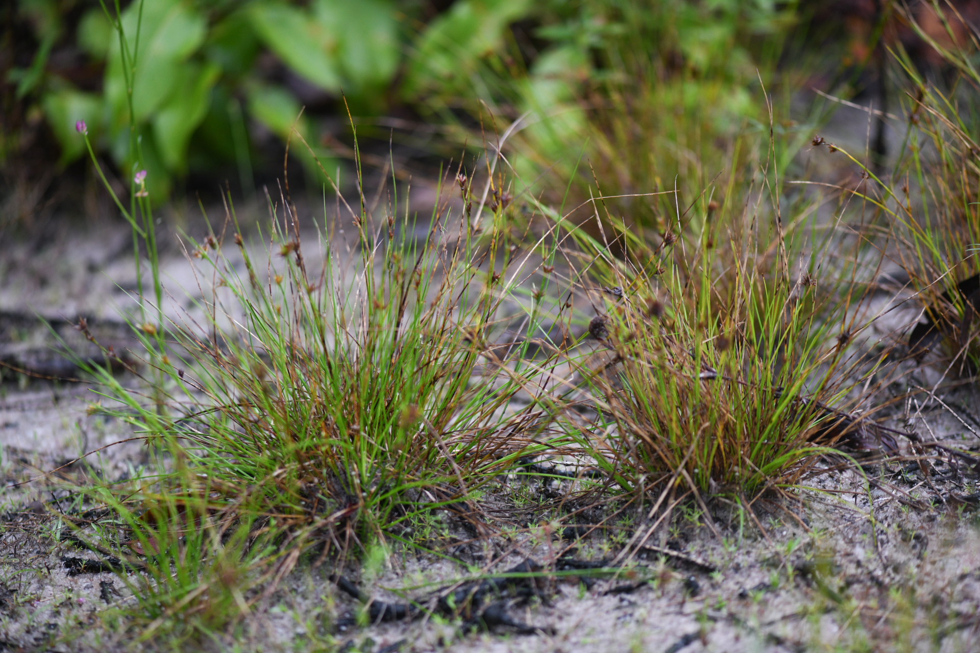 Rhynchospora riparia (Nees) Boeckeler - Photo Bivouac Naturaliste