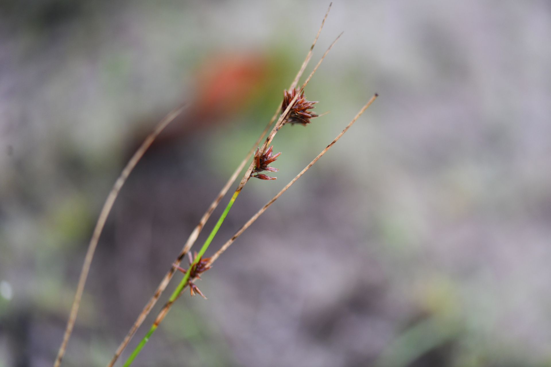 Rhynchospora riparia (Nees) Boeckeler - Photo Bivouac Naturaliste