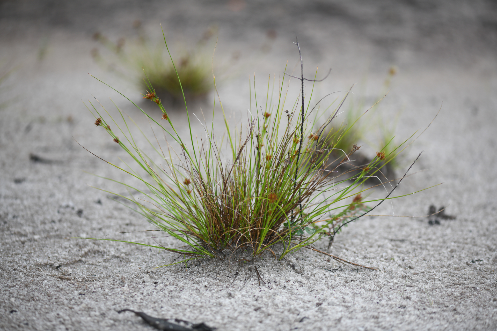 Rhynchospora riparia (Nees) Boeckeler - Photo Bivouac Naturaliste