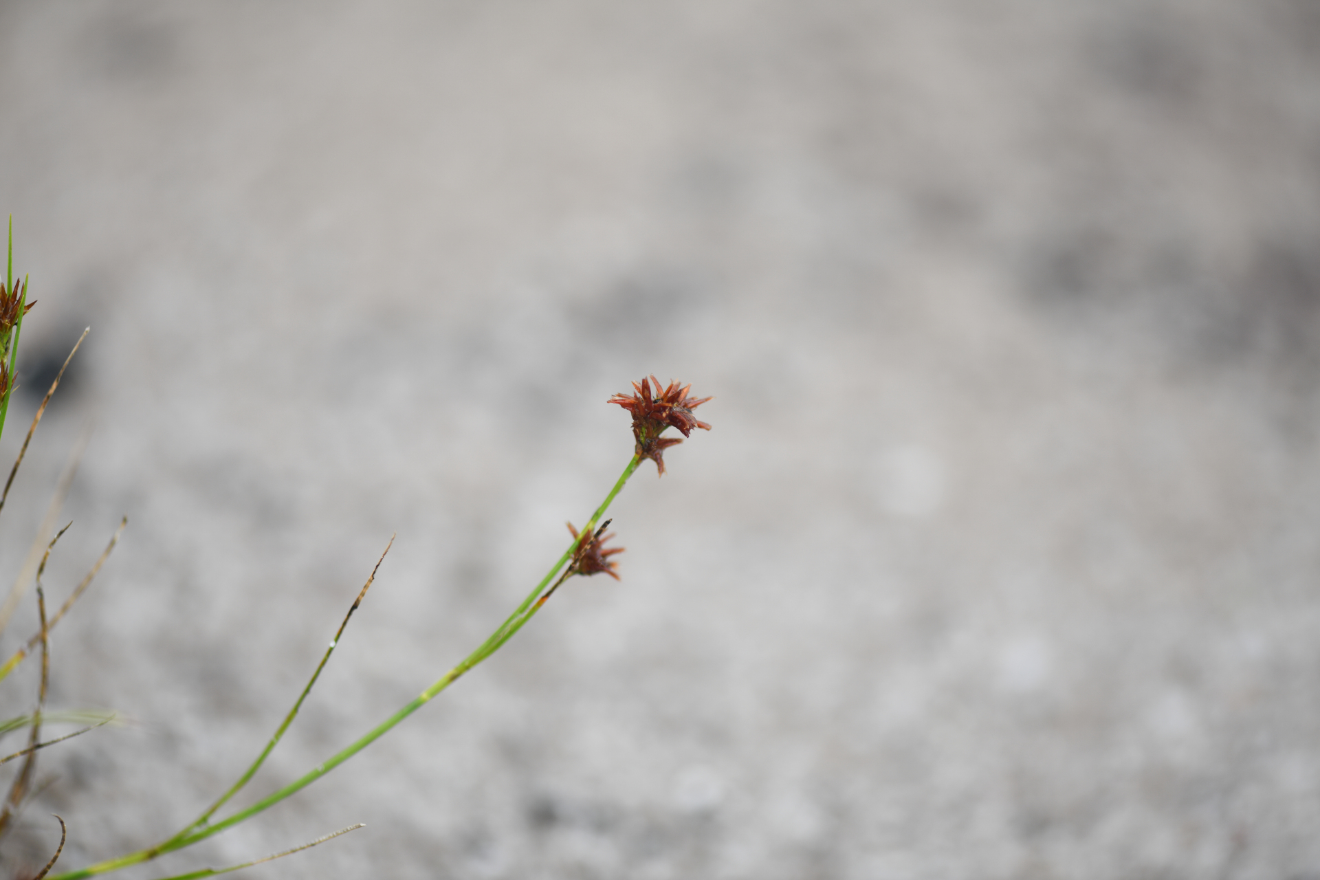 Rhynchospora riparia (Nees) Boeckeler - Photo Bivouac Naturaliste