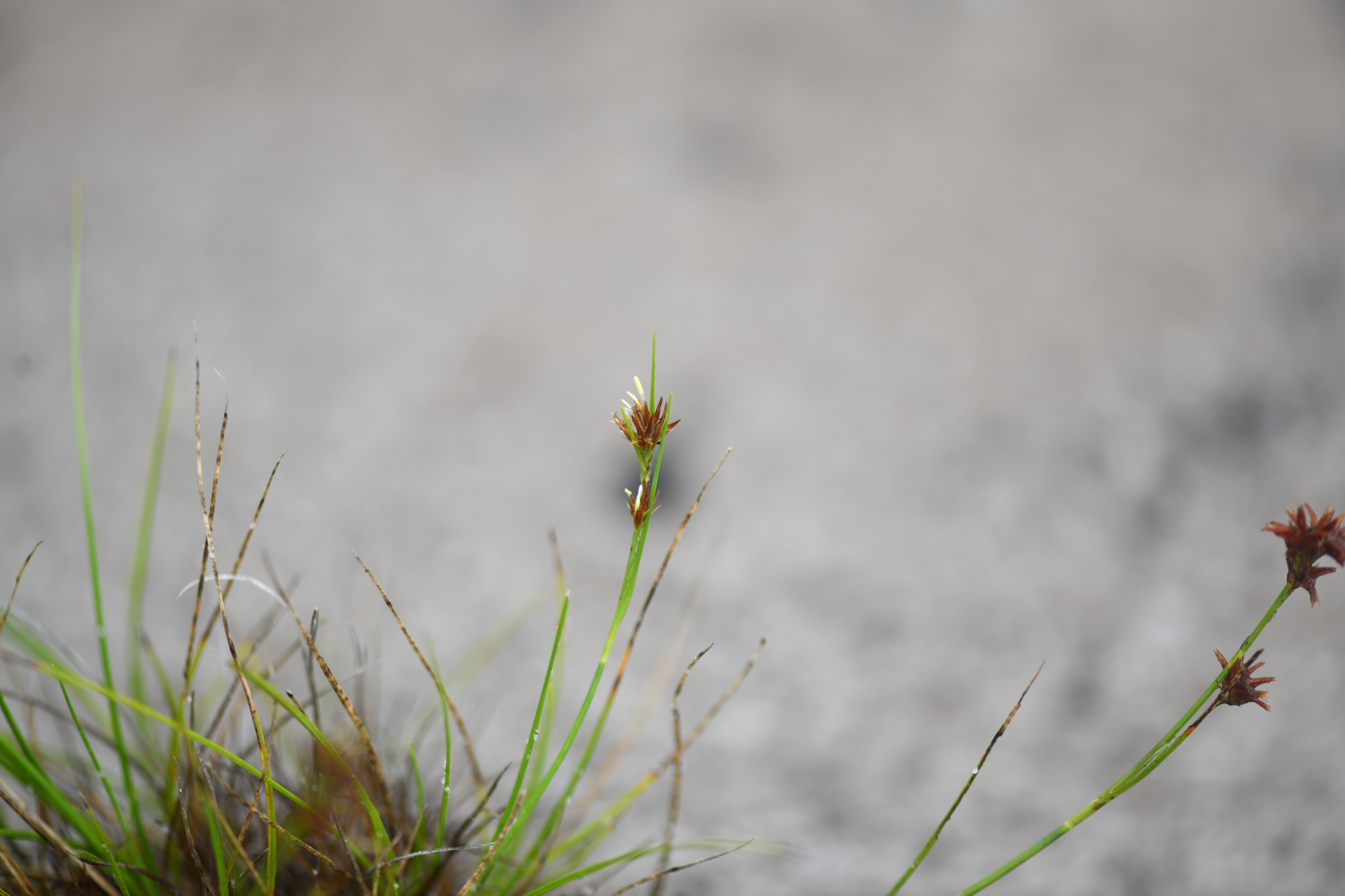 Rhynchospora riparia (Nees) Boeckeler - Photo Bivouac Naturaliste