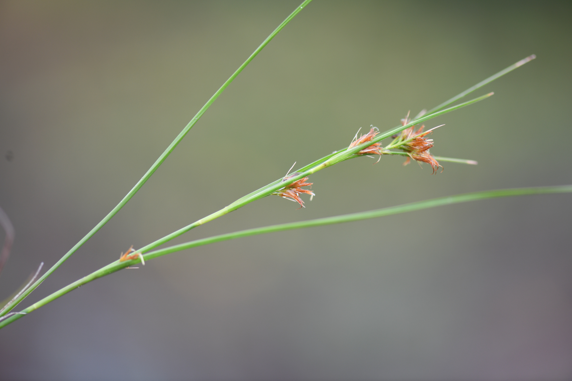 Rhynchospora riparia (Nees) Boeckeler - Photo Bivouac Naturaliste