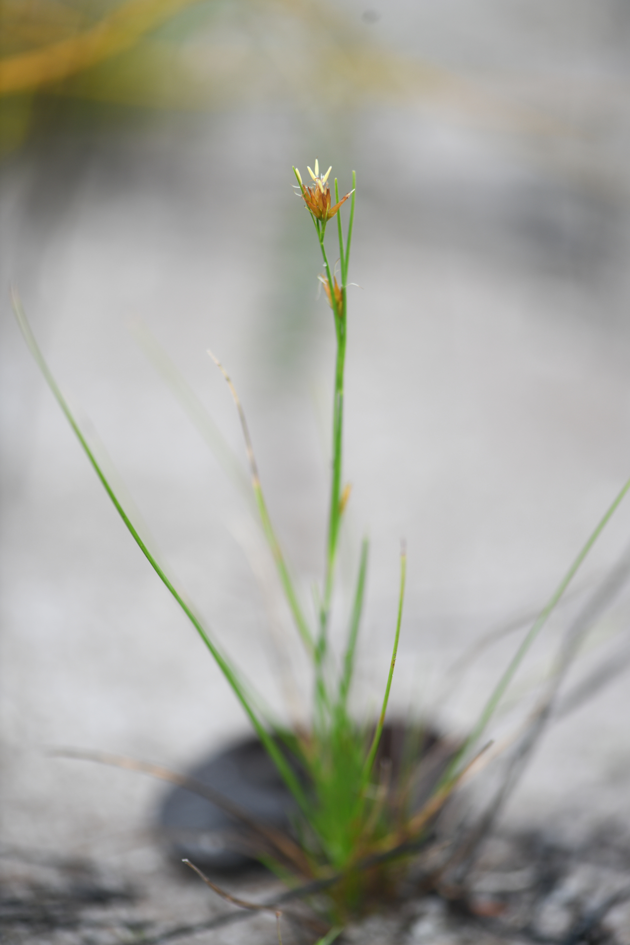 Rhynchospora riparia (Nees) Boeckeler - Photo Bivouac Naturaliste