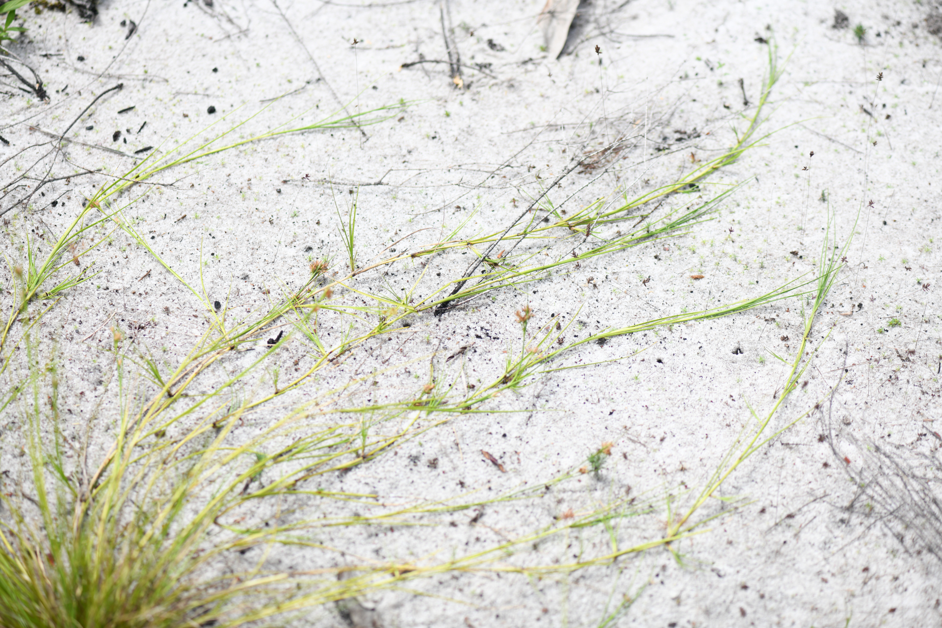Rhynchospora riparia (Nees) Boeckeler - Photo Bivouac Naturaliste
