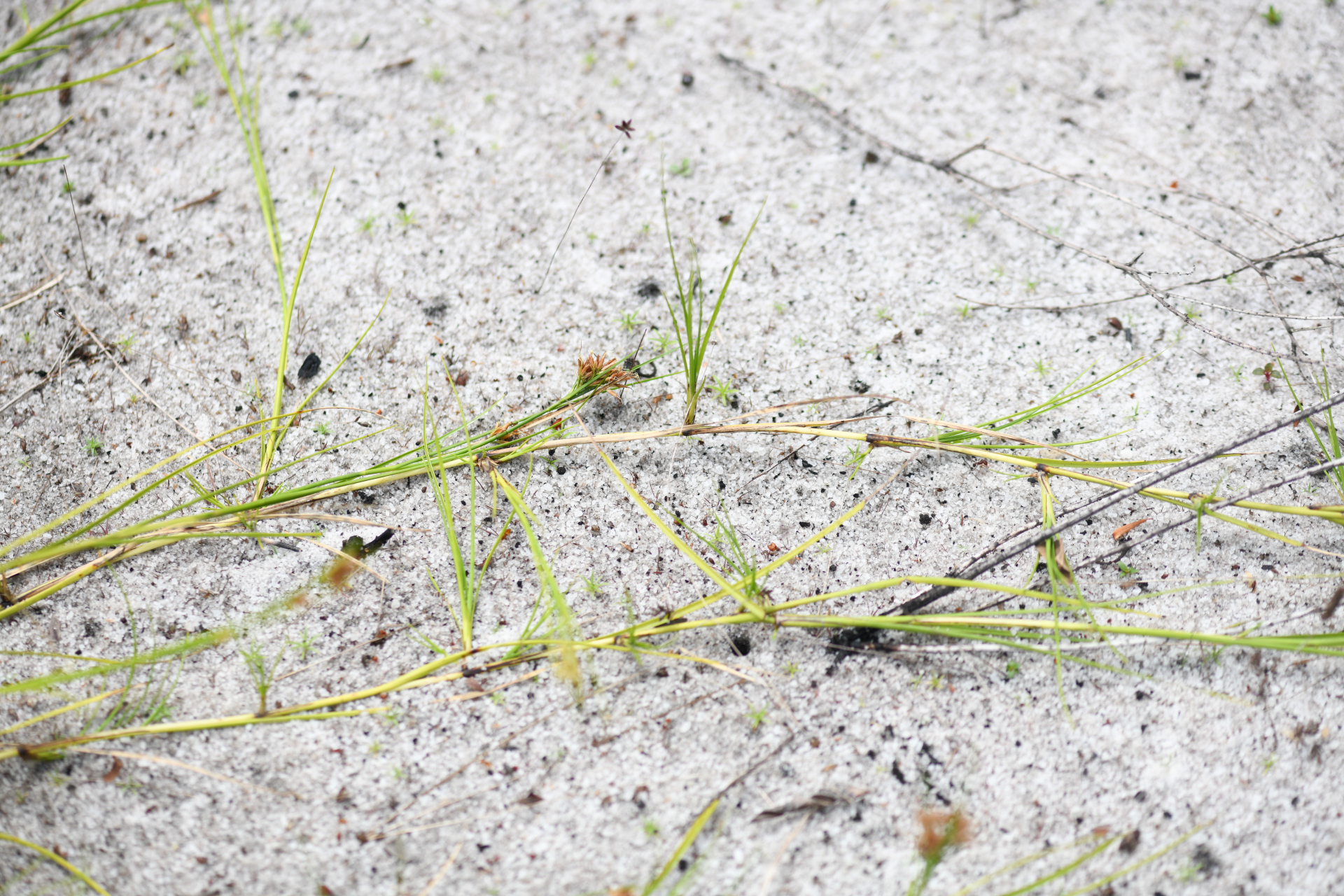 Rhynchospora riparia (Nees) Boeckeler - Photo Bivouac Naturaliste