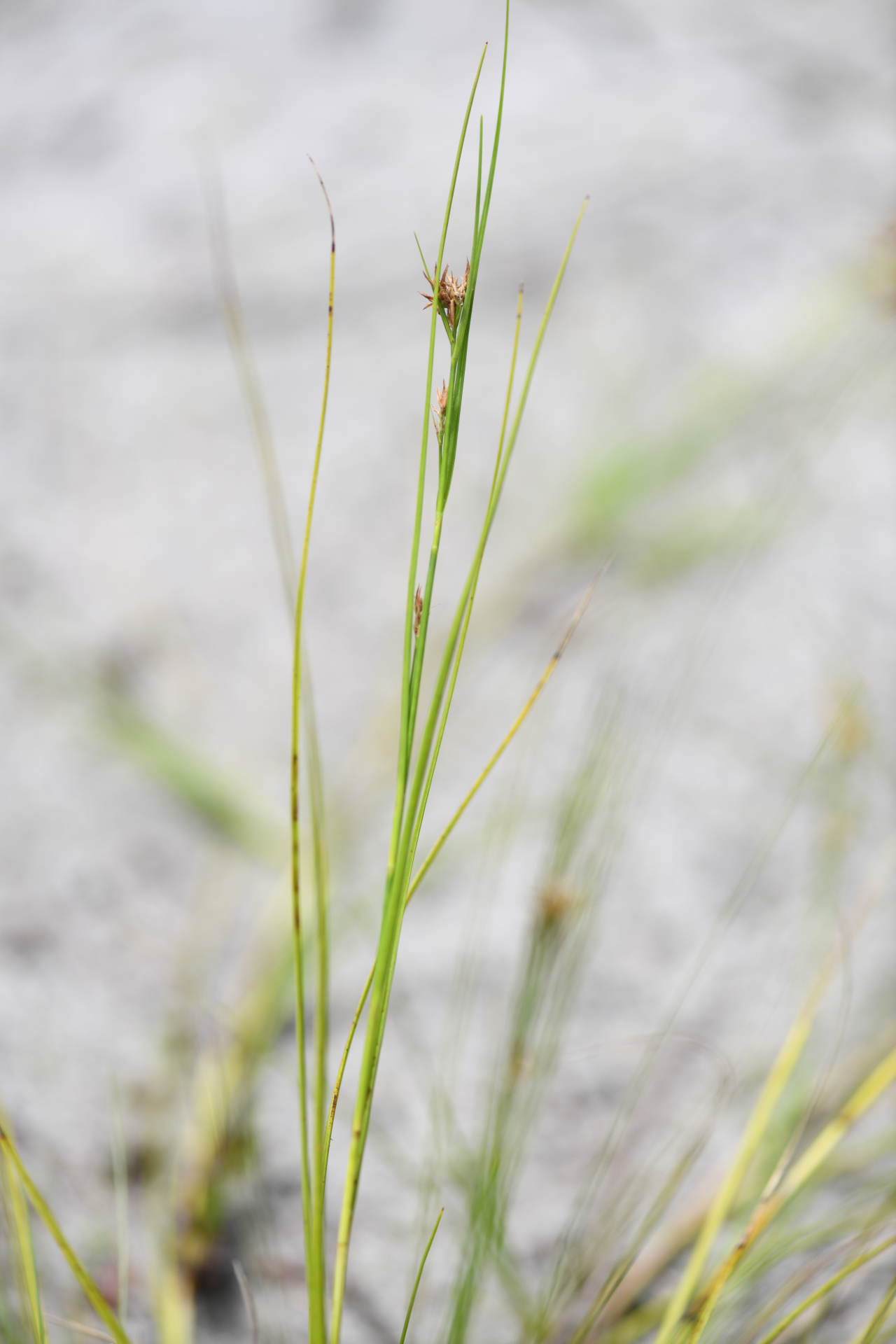 Rhynchospora riparia (Nees) Boeckeler - Photo Bivouac Naturaliste