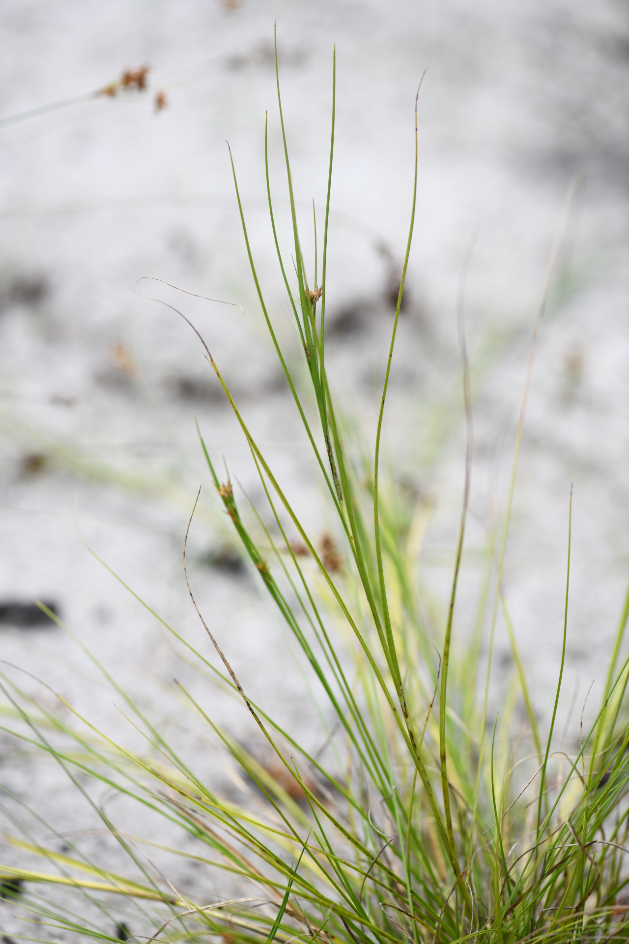 Rhynchospora riparia (Nees) Boeckeler - Photo Bivouac Naturaliste