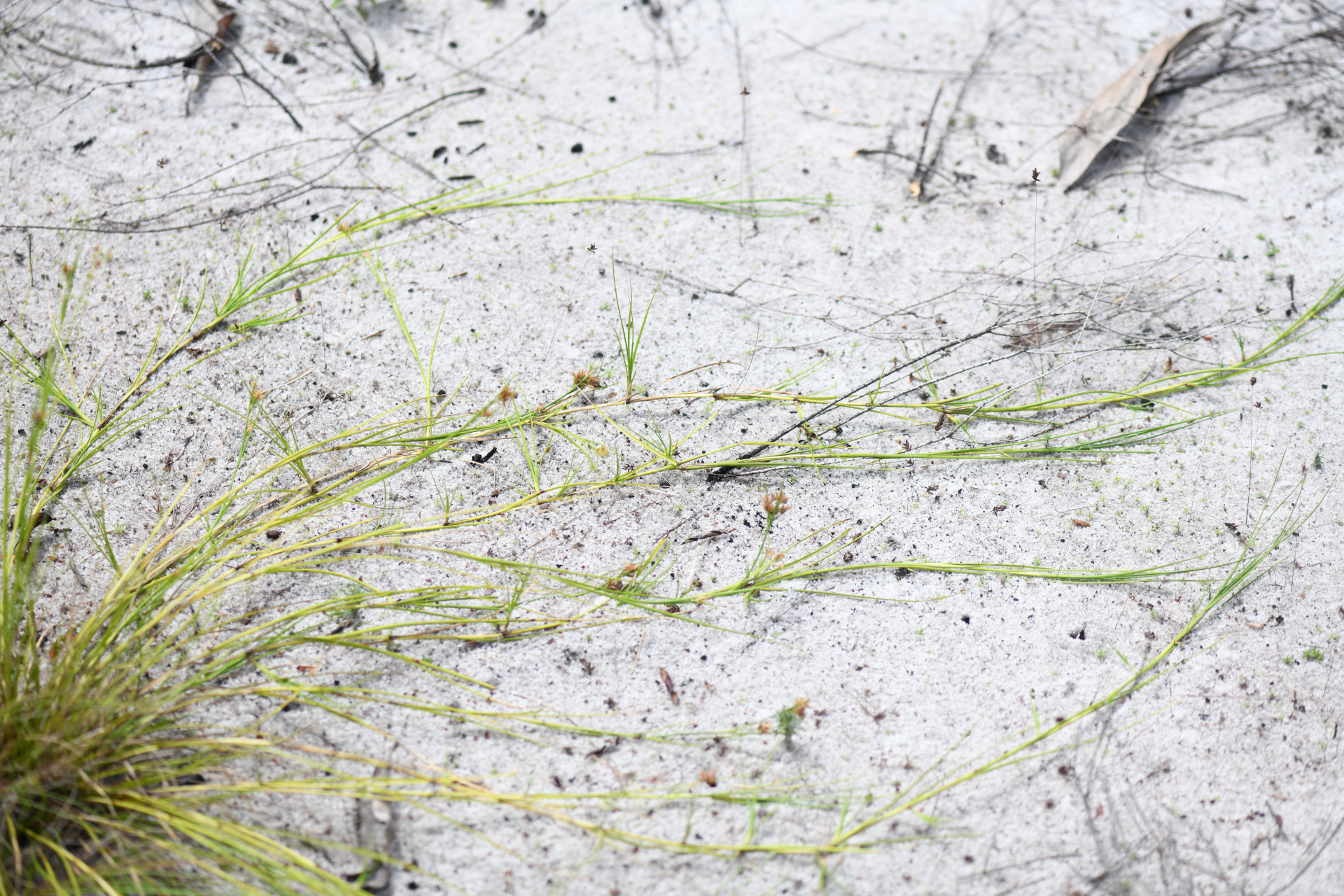 Rhynchospora riparia (Nees) Boeckeler - Photo Bivouac Naturaliste
