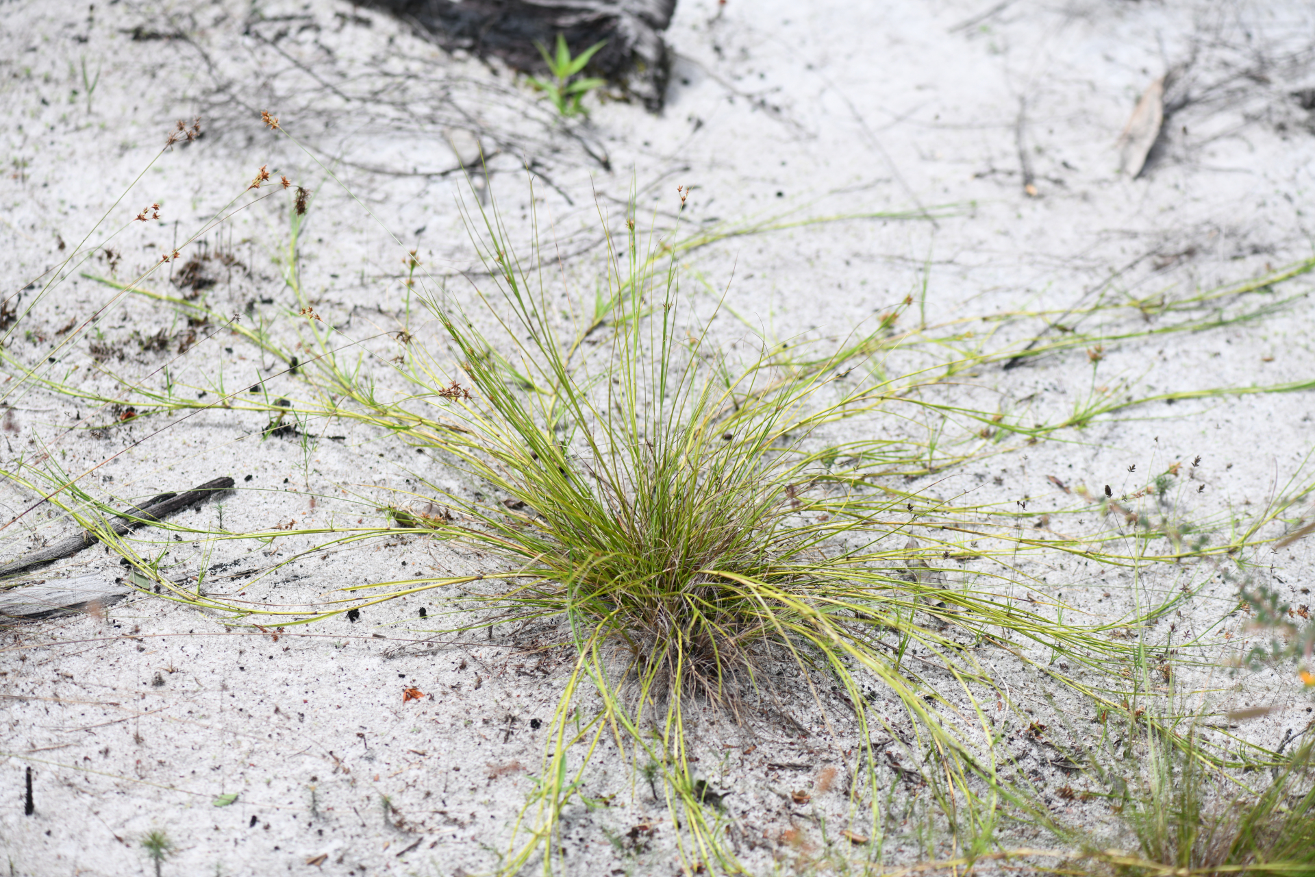 Rhynchospora riparia (Nees) Boeckeler - Photo Bivouac Naturaliste