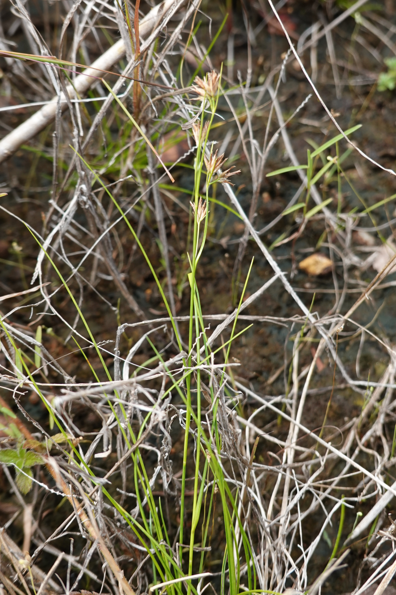 Rhynchospora riparia (Nees) Boeckeler - Photo Bivouac Naturaliste